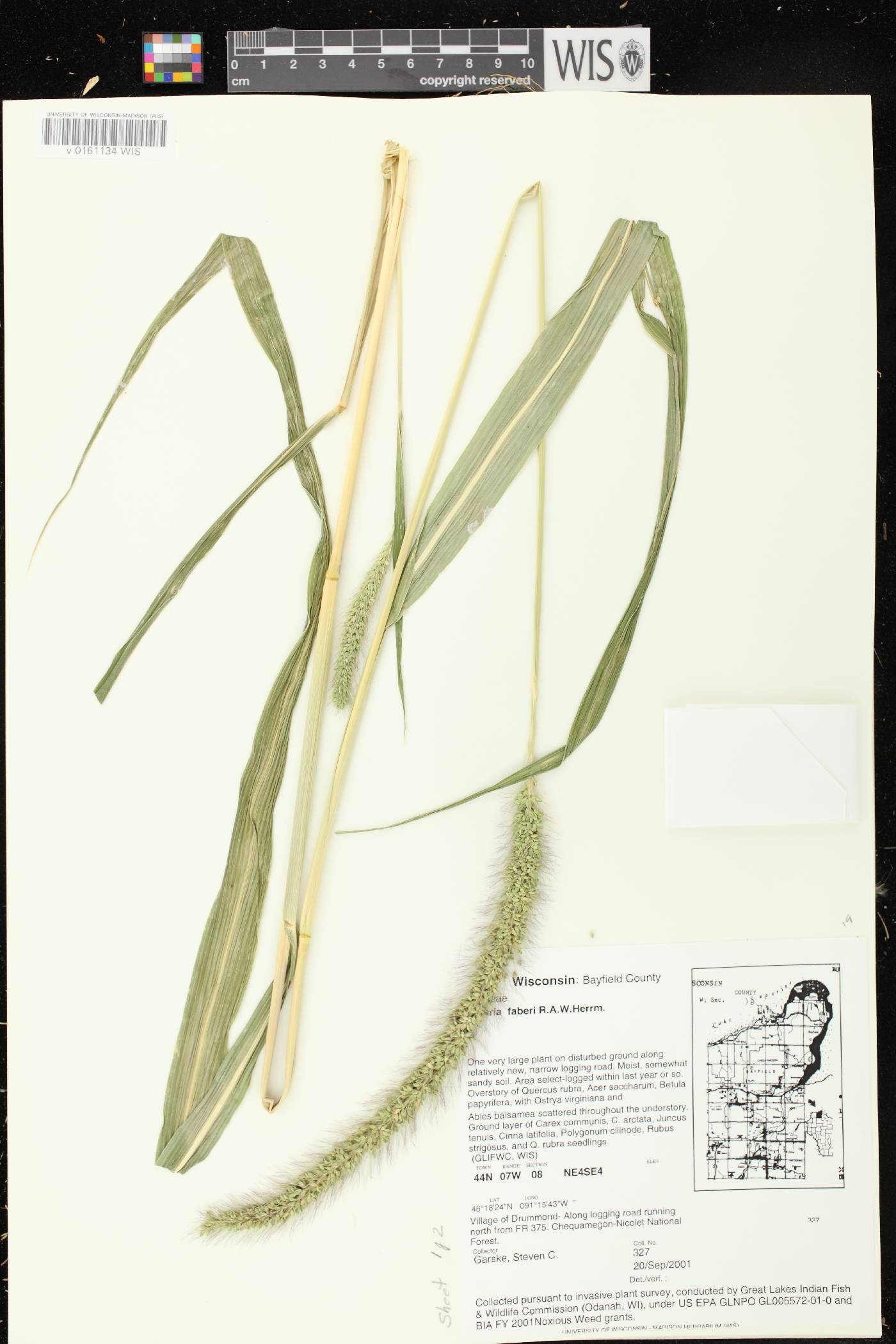 Setaria faberi image