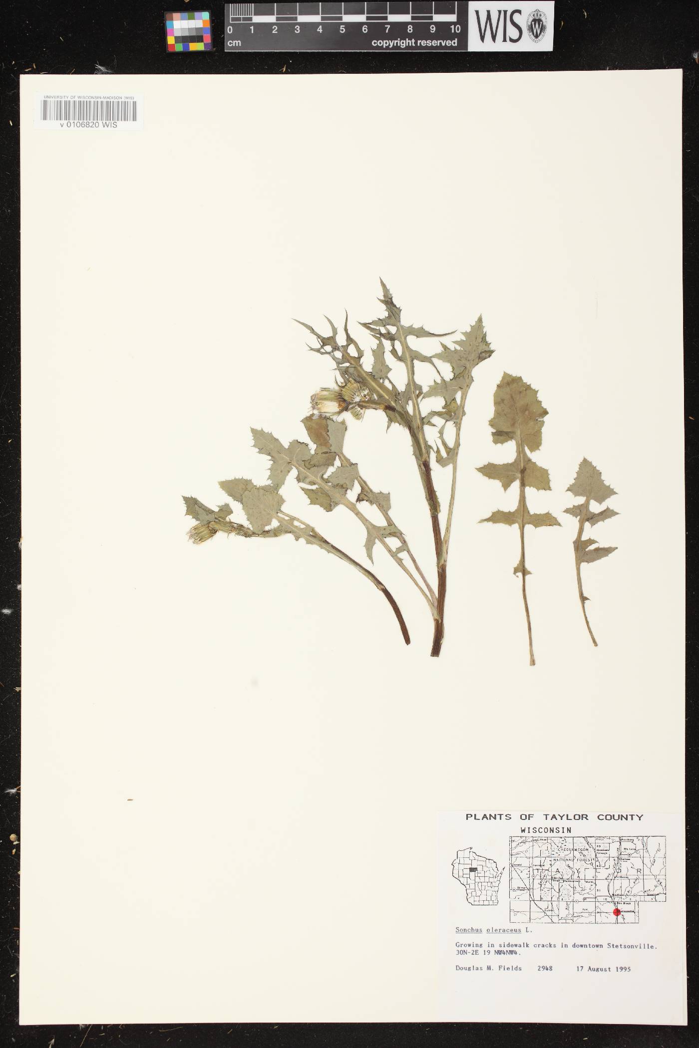 Sonchus oleraceus image