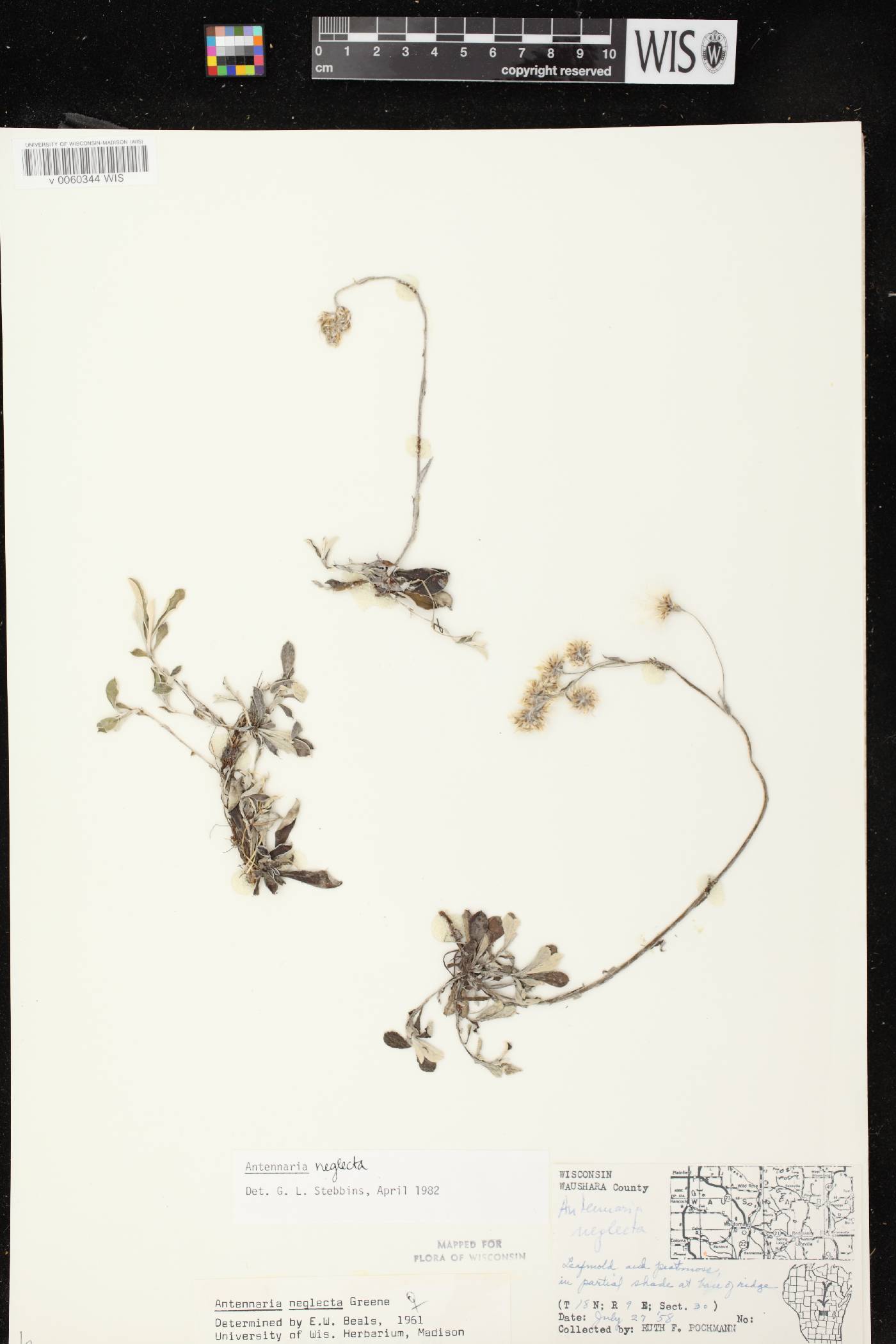 Antennaria neglecta image