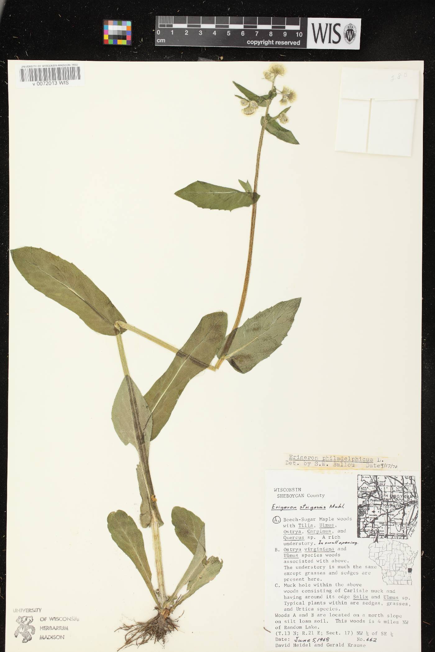 Erigeron philadelphicus var. philadelphicus image