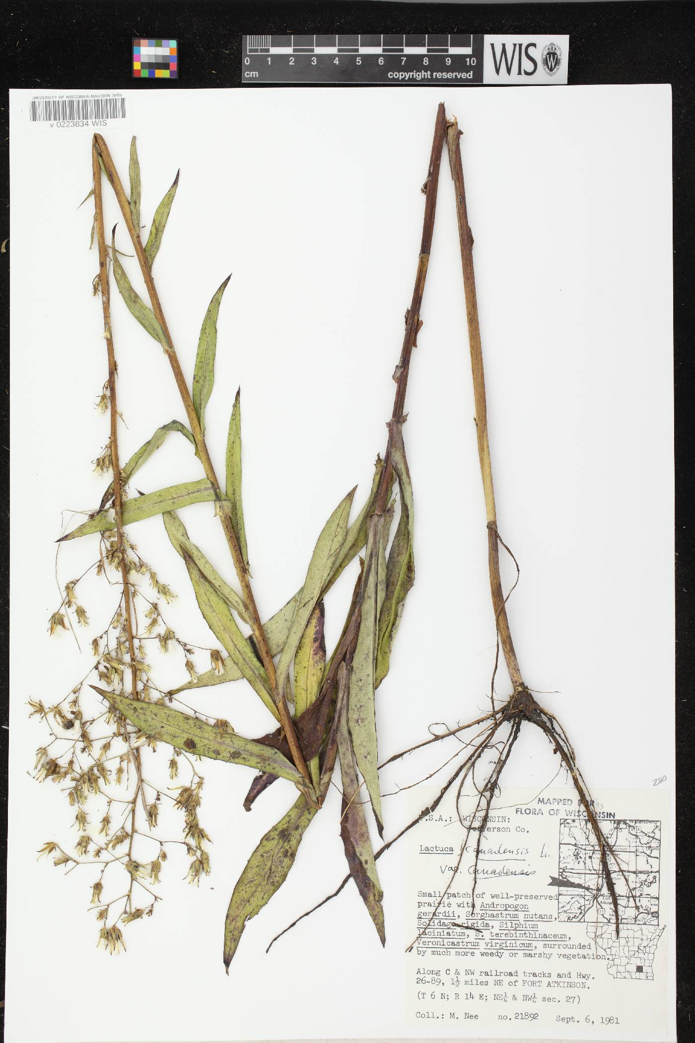 Lactuca canadensis image