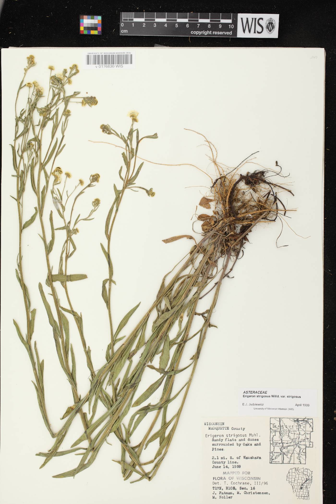 Erigeron strigosus image