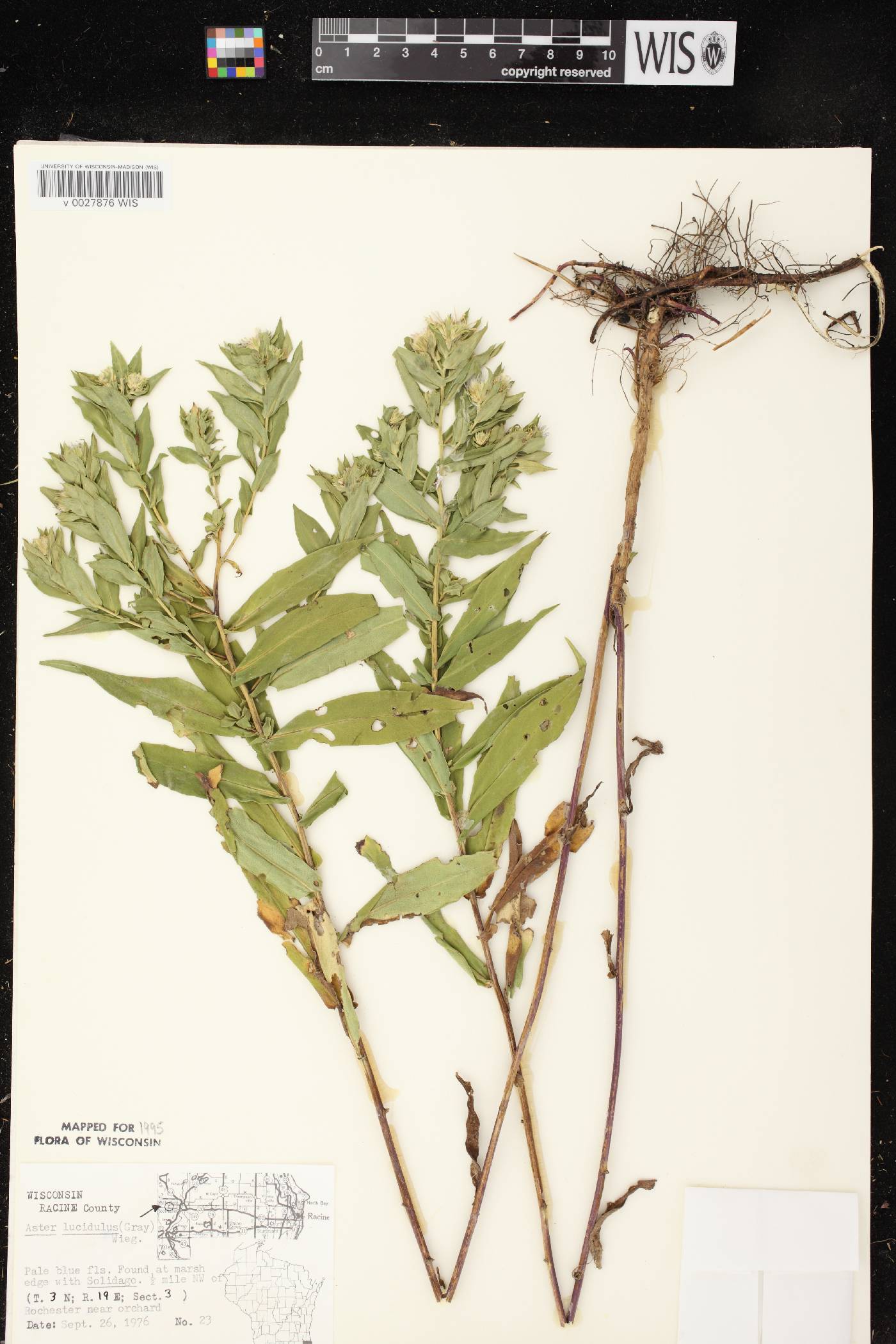 Symphyotrichum firmum image