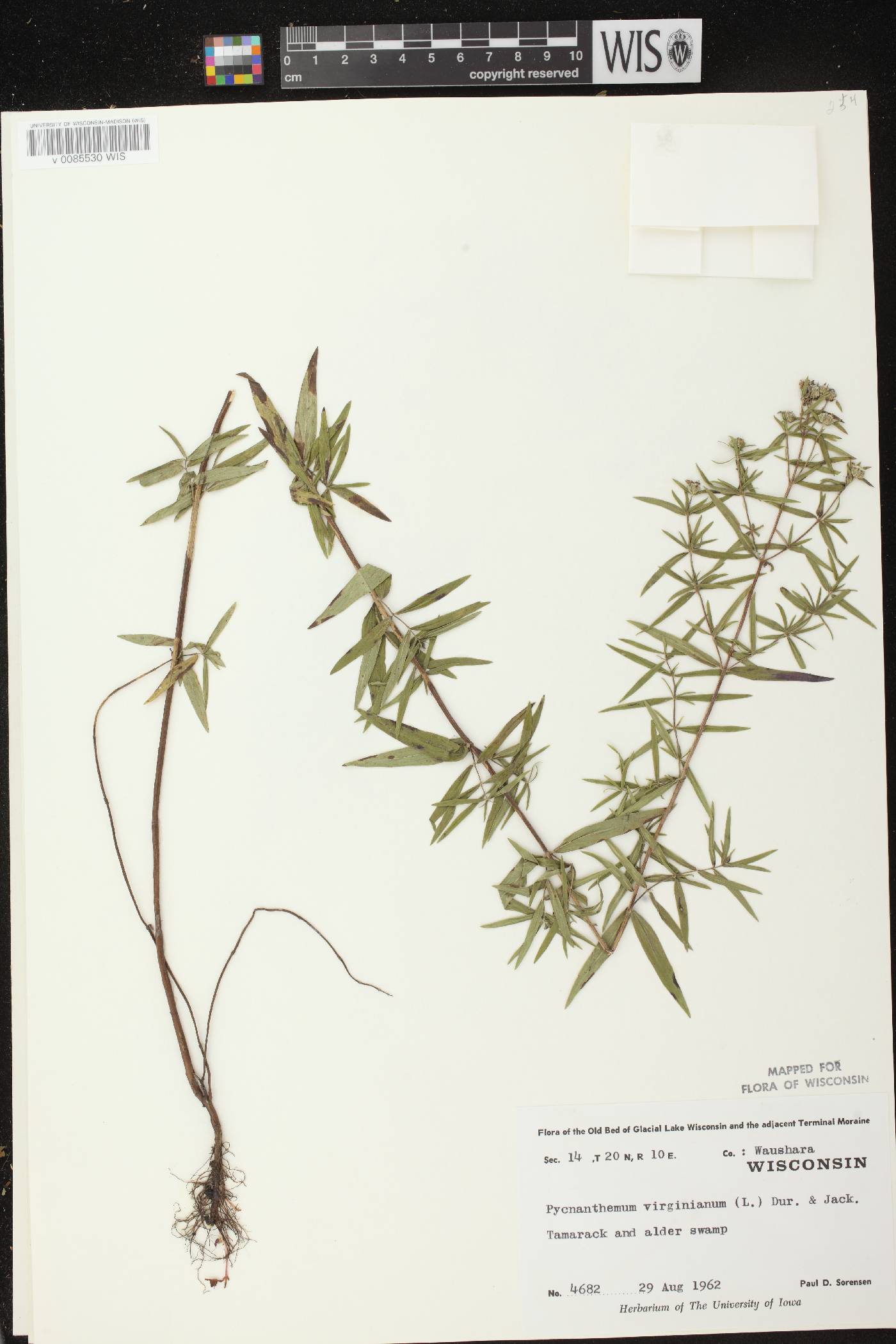 Pycnanthemum virginianum image