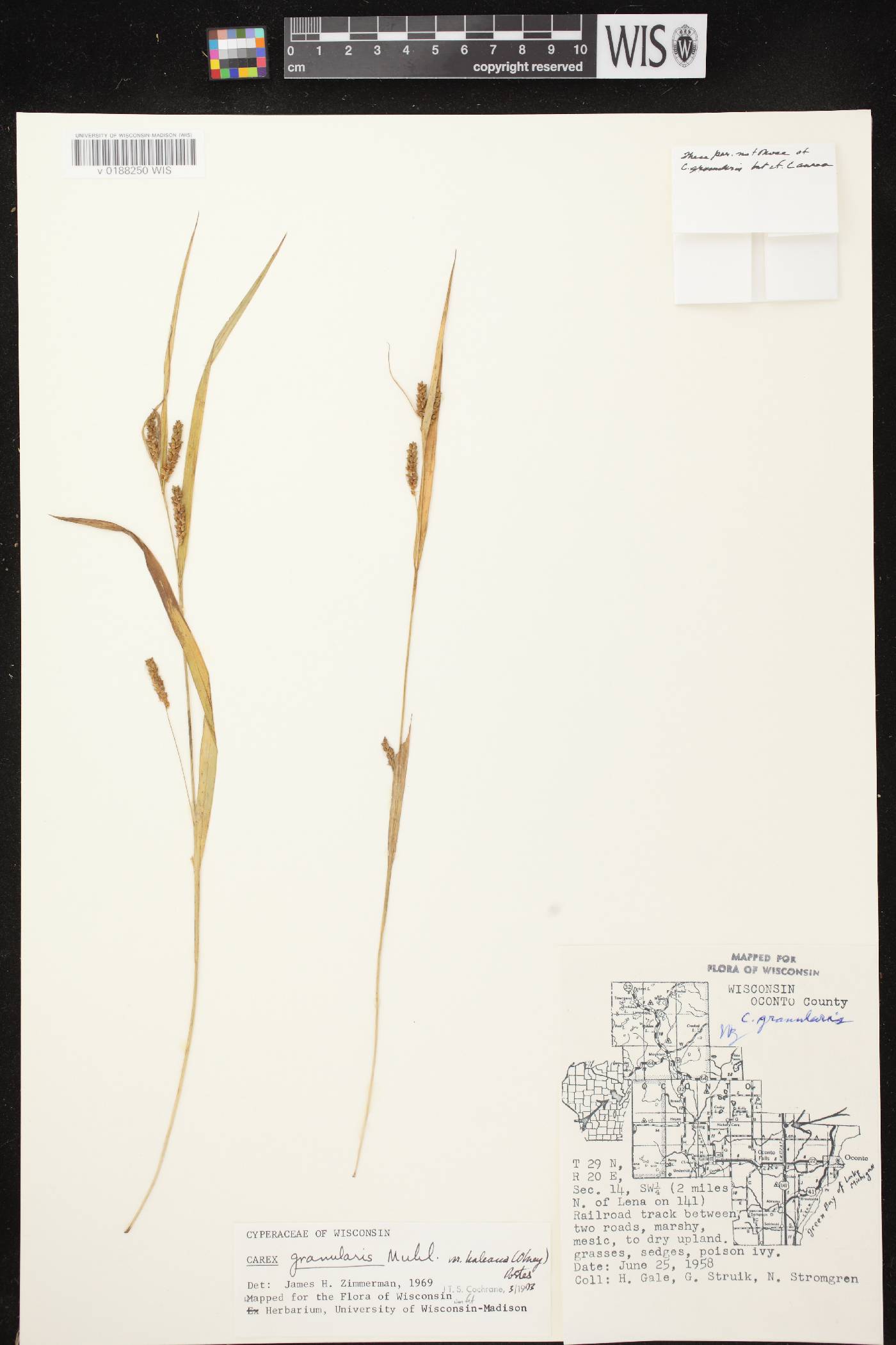 Carex granularis image