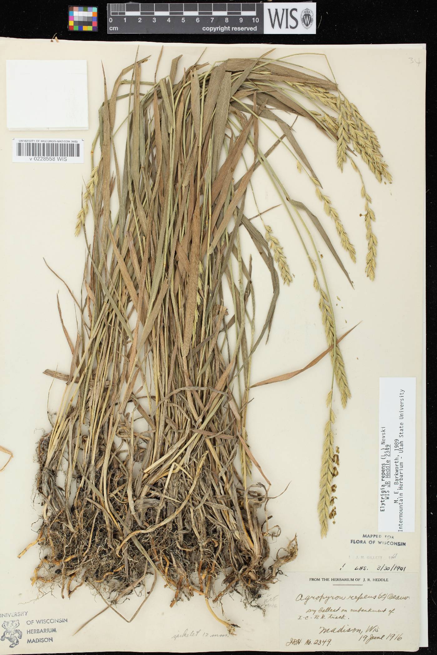 Elymus repens image