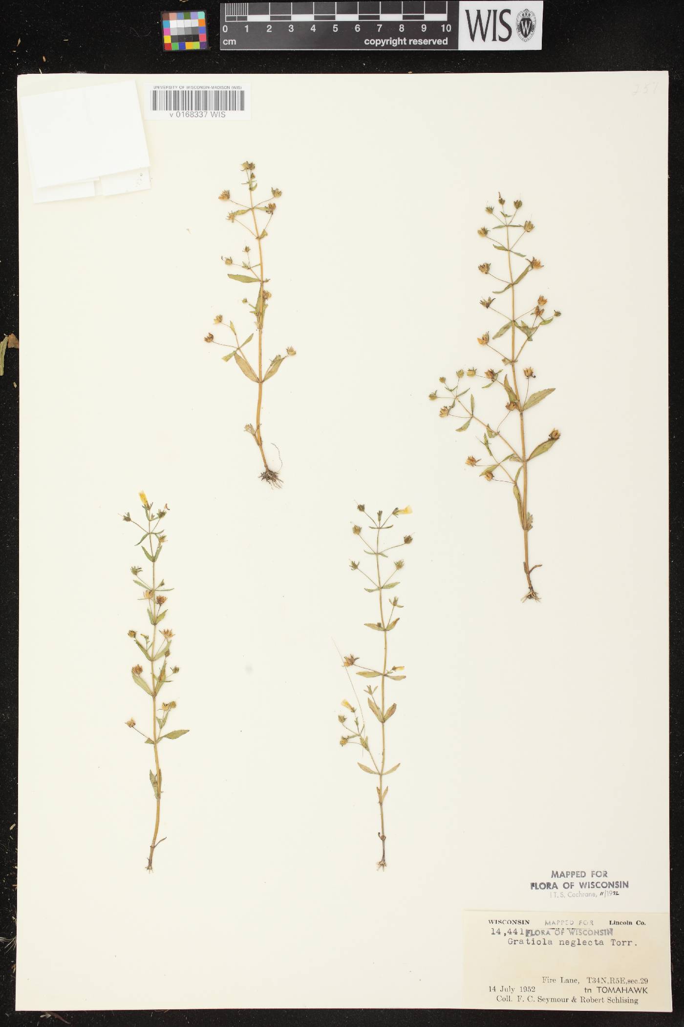 Gratiola neglecta image