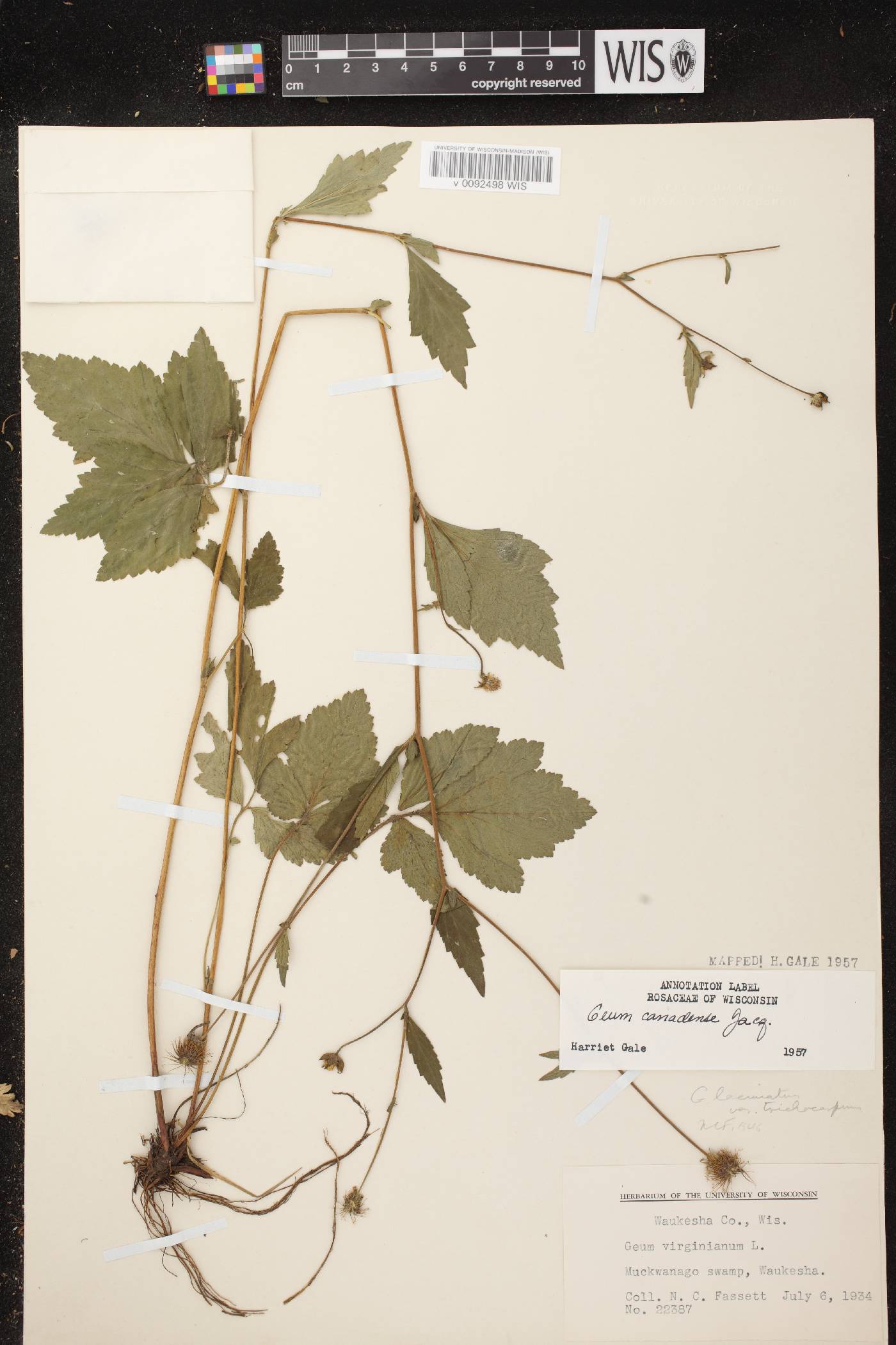 Geum canadense image