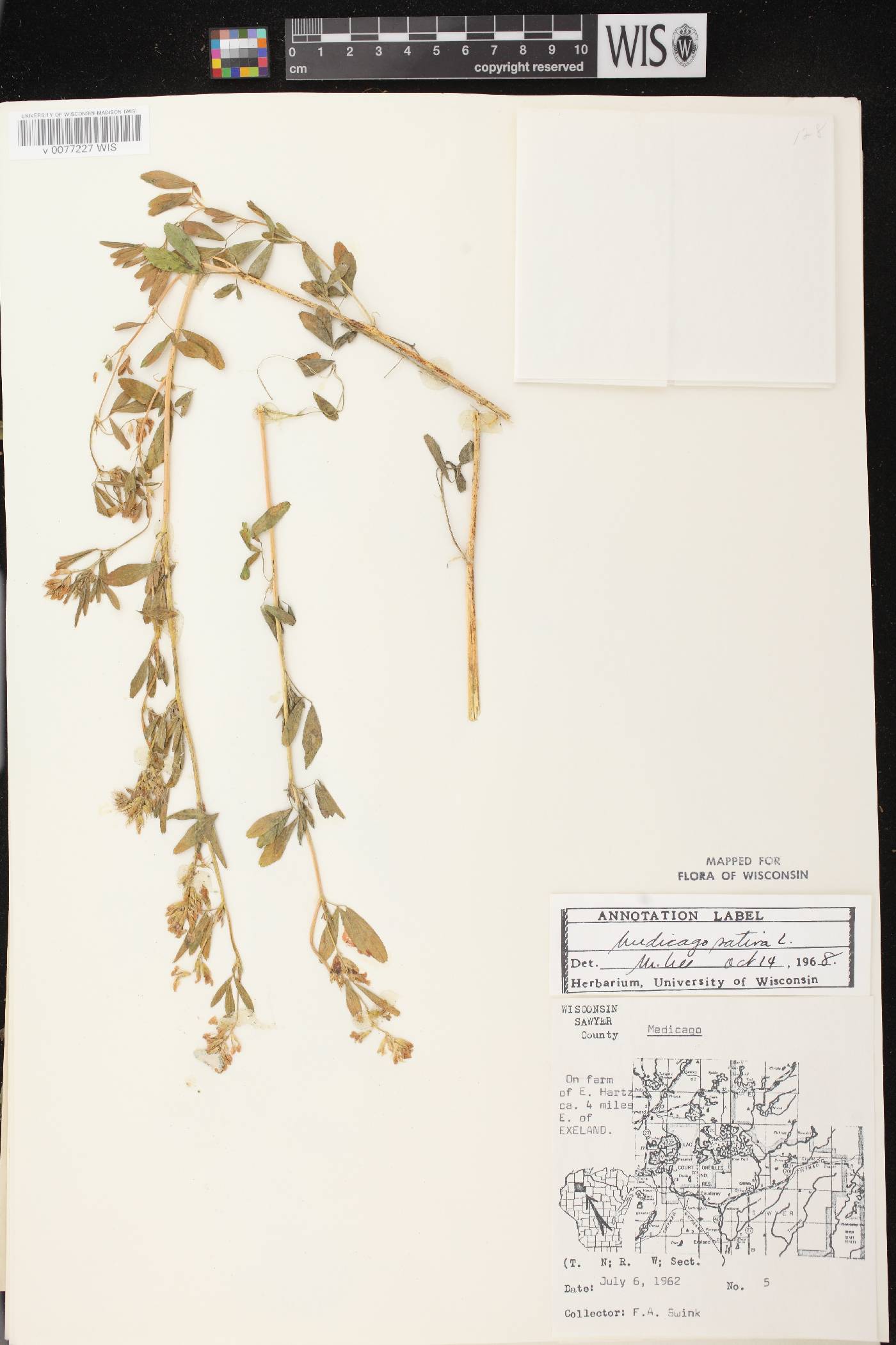 Medicago sativa image