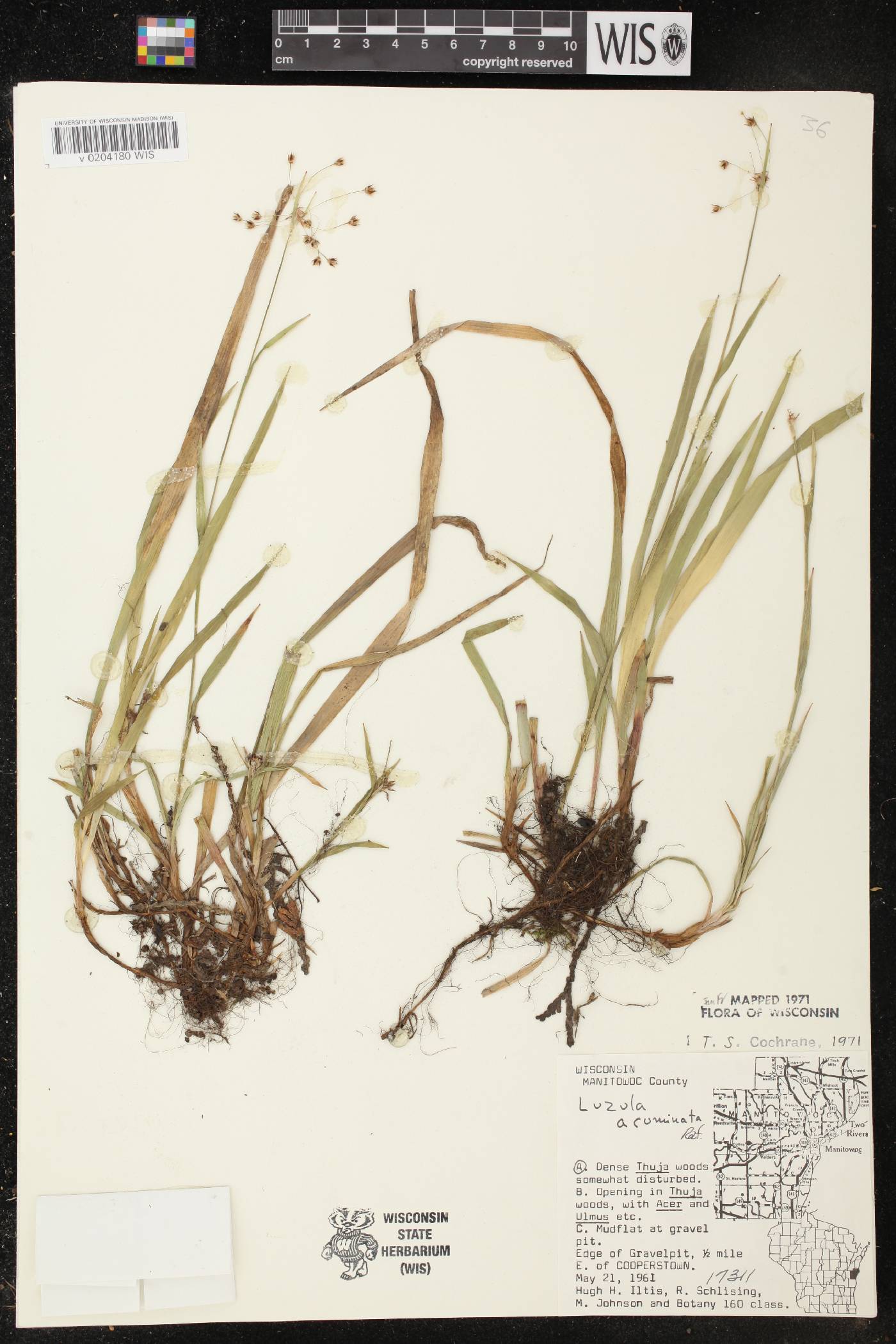 Luzula acuminata image