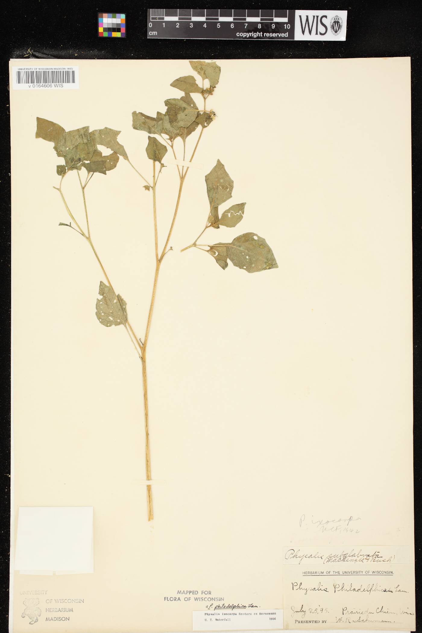 Physalis philadelphica image