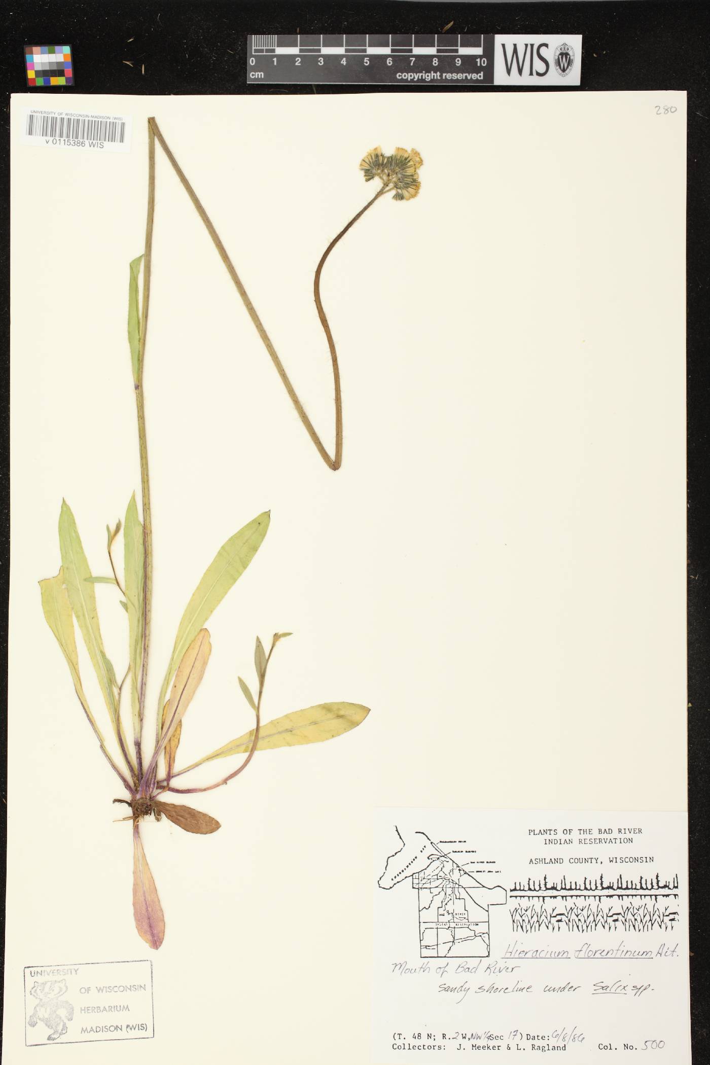 Hieracium piloselloides image