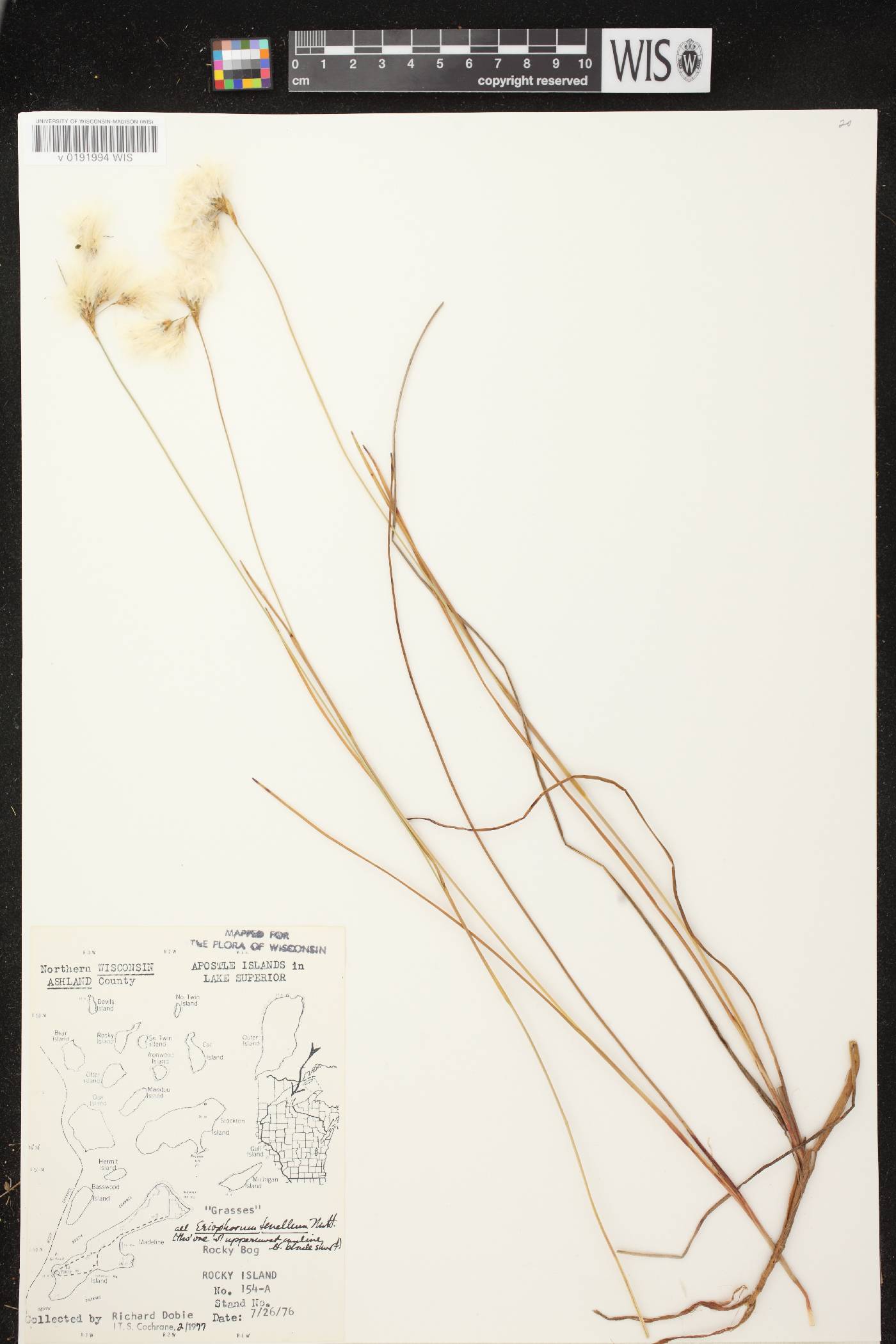 Eriophorum tenellum image