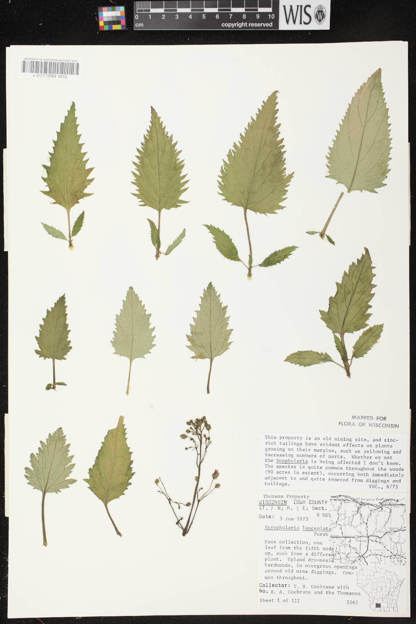 Scrophularia lanceolata image