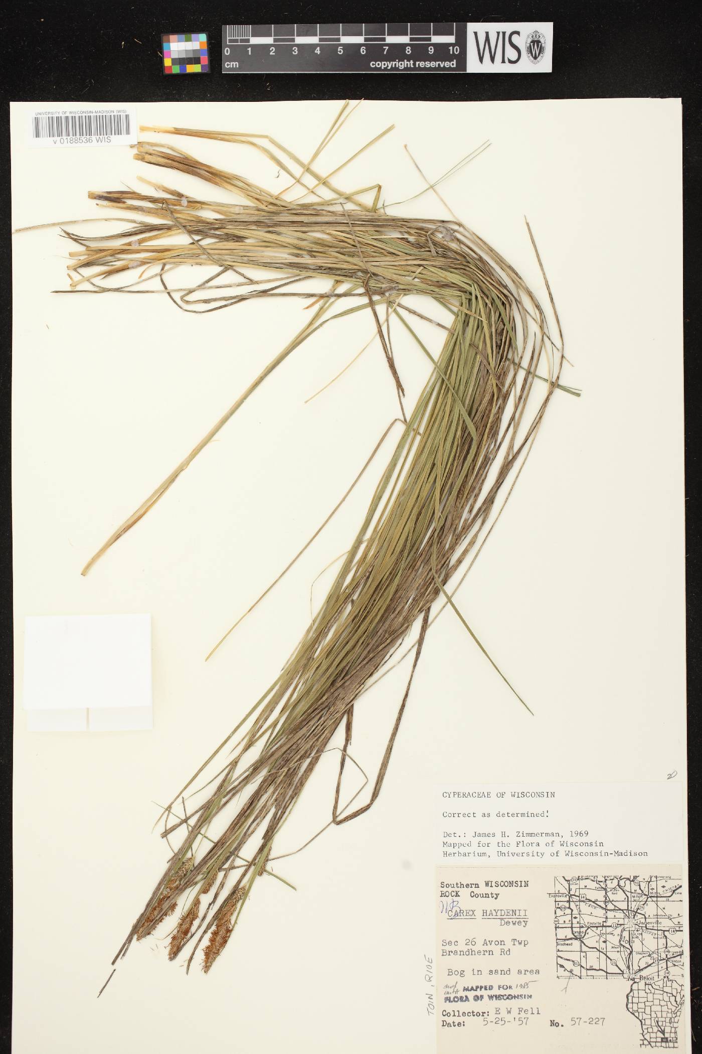 Carex haydenii image