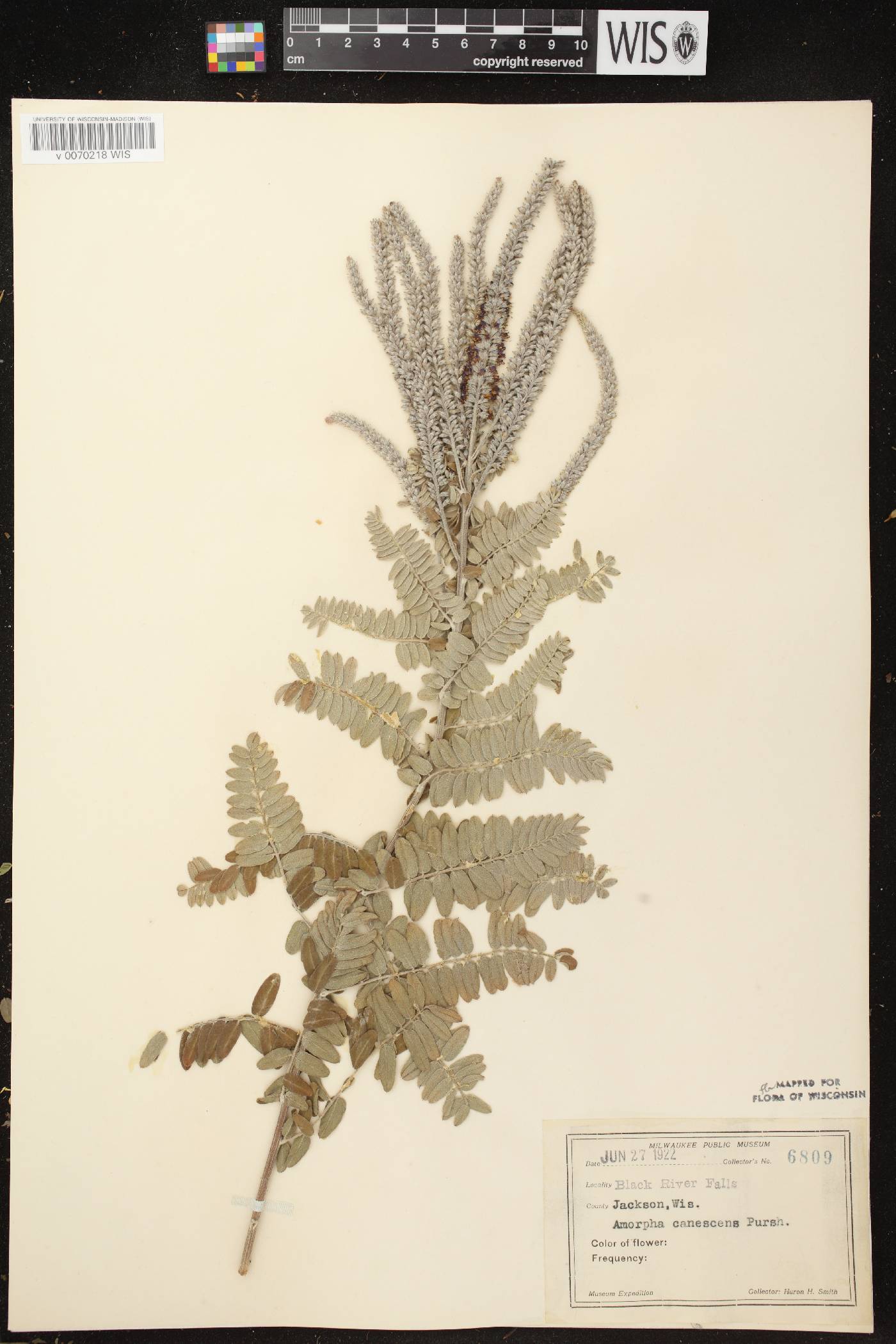 Amorpha canescens image