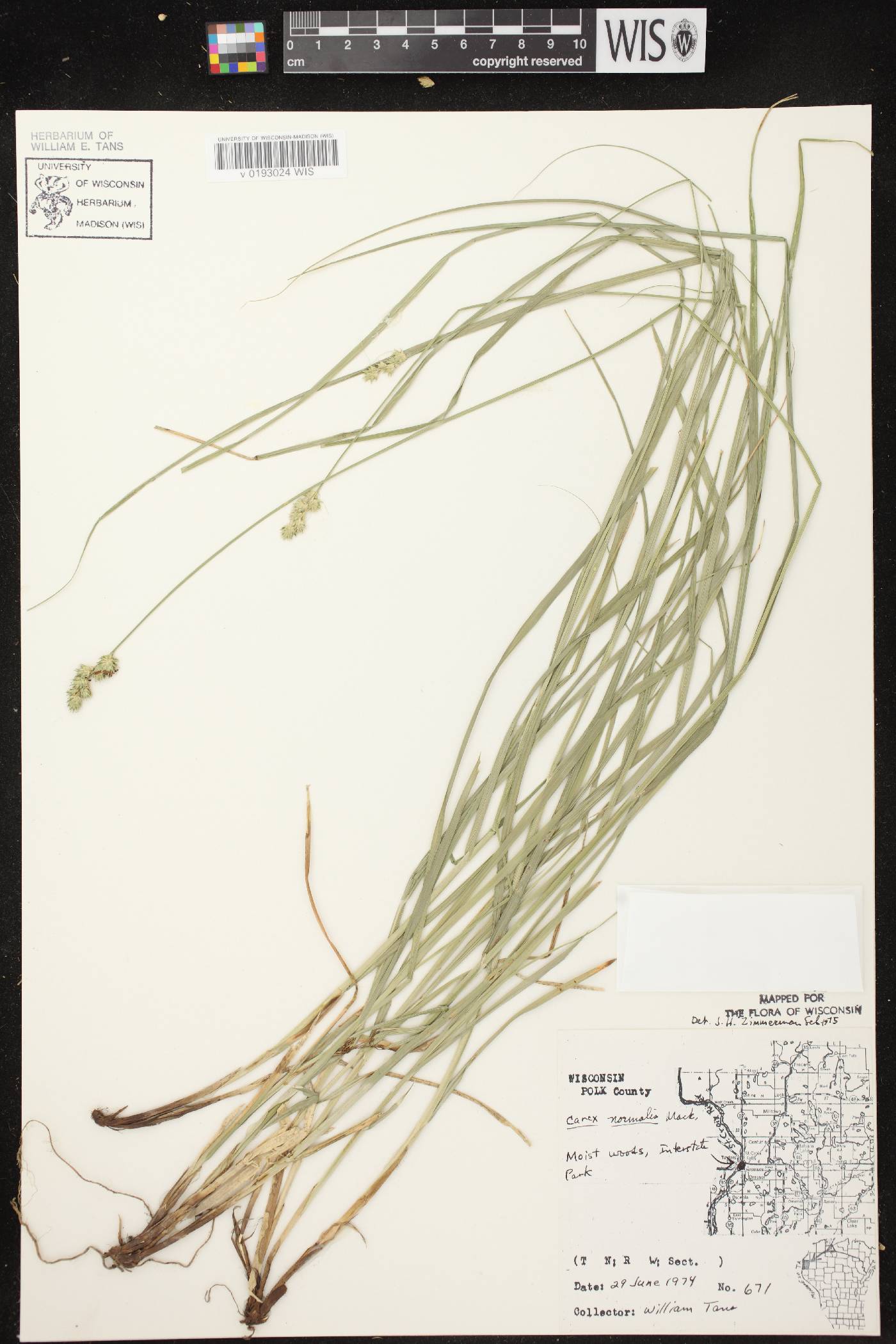 Carex normalis image