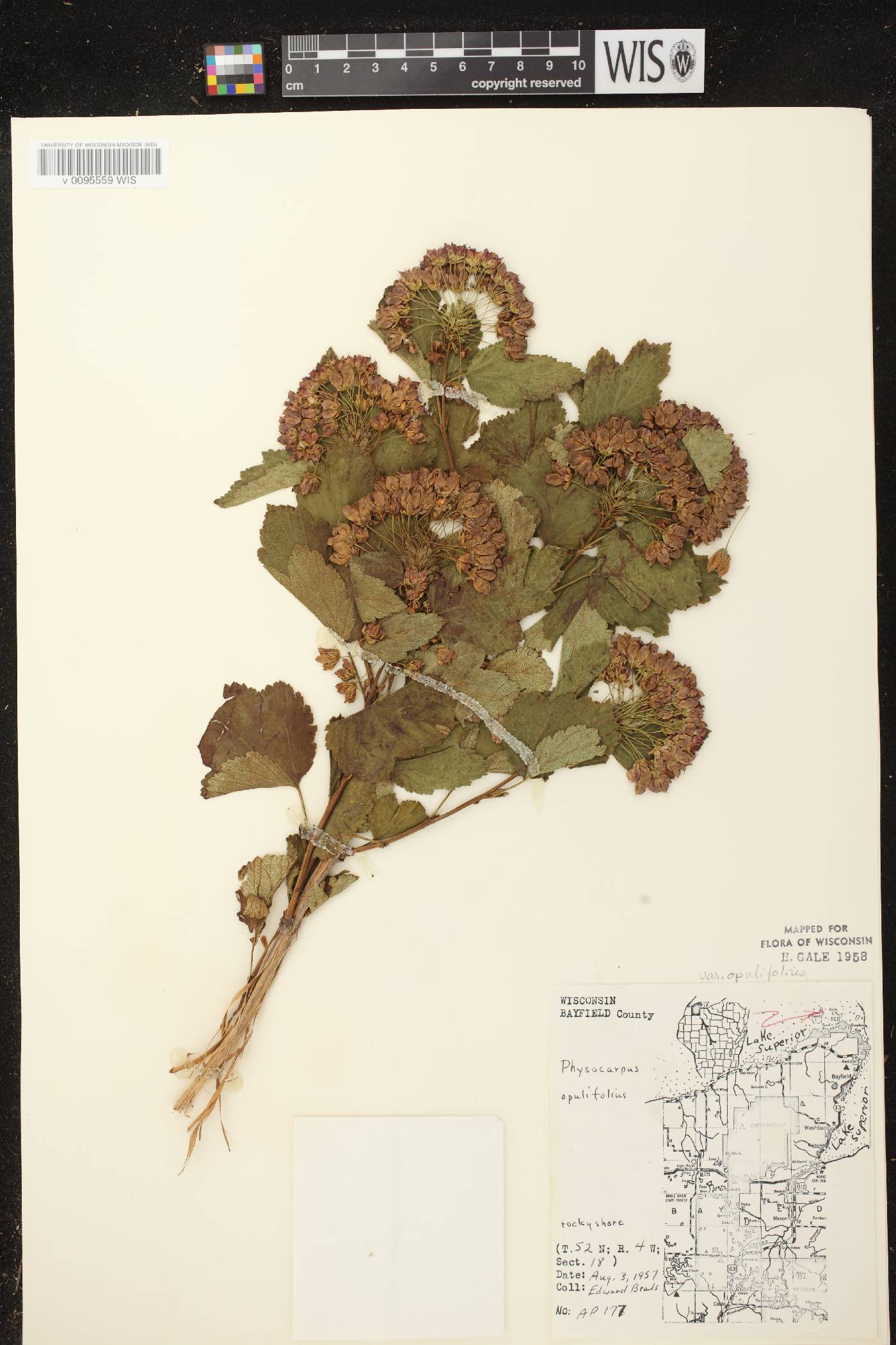 Physocarpus opulifolius image