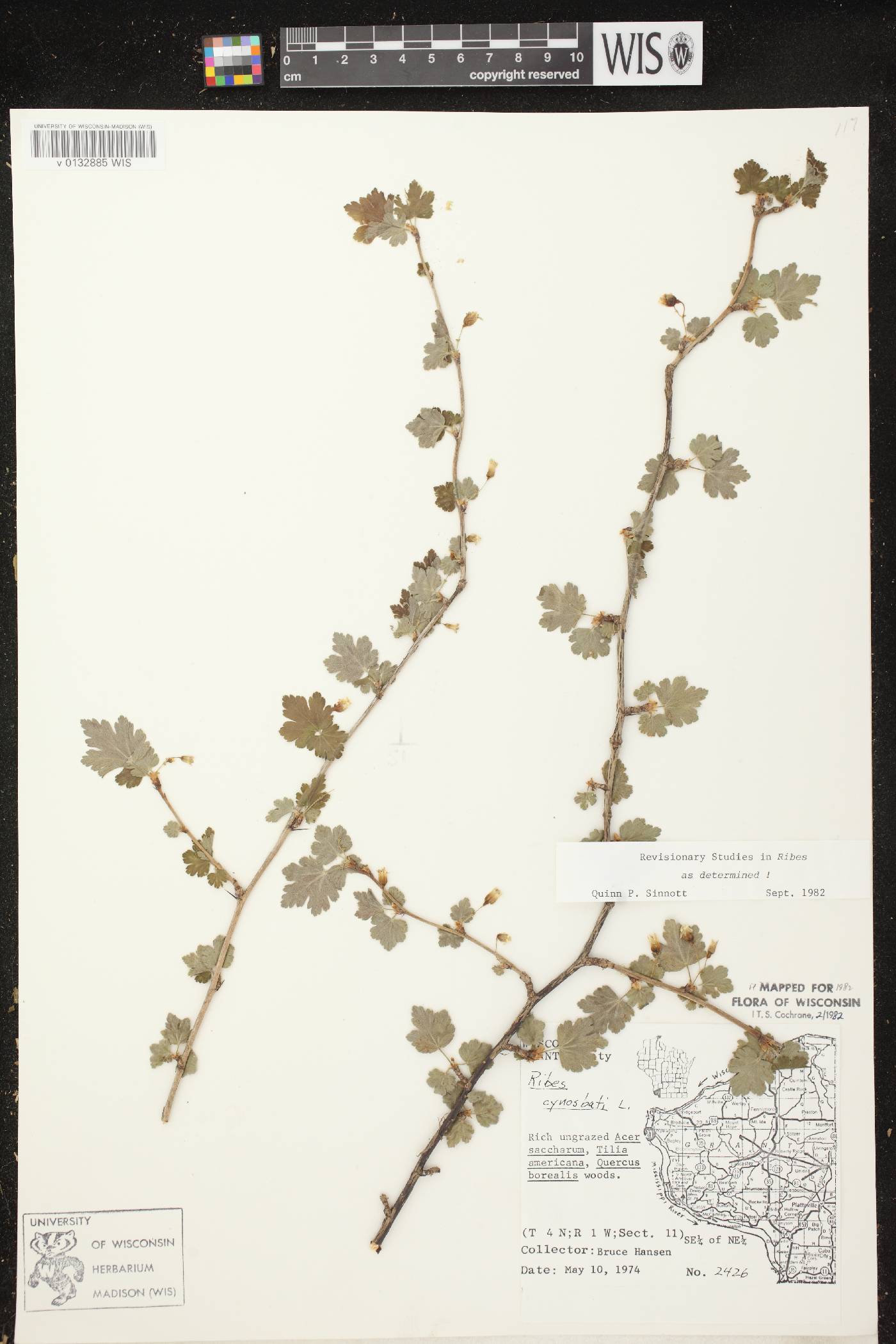 Ribes cynosbati image