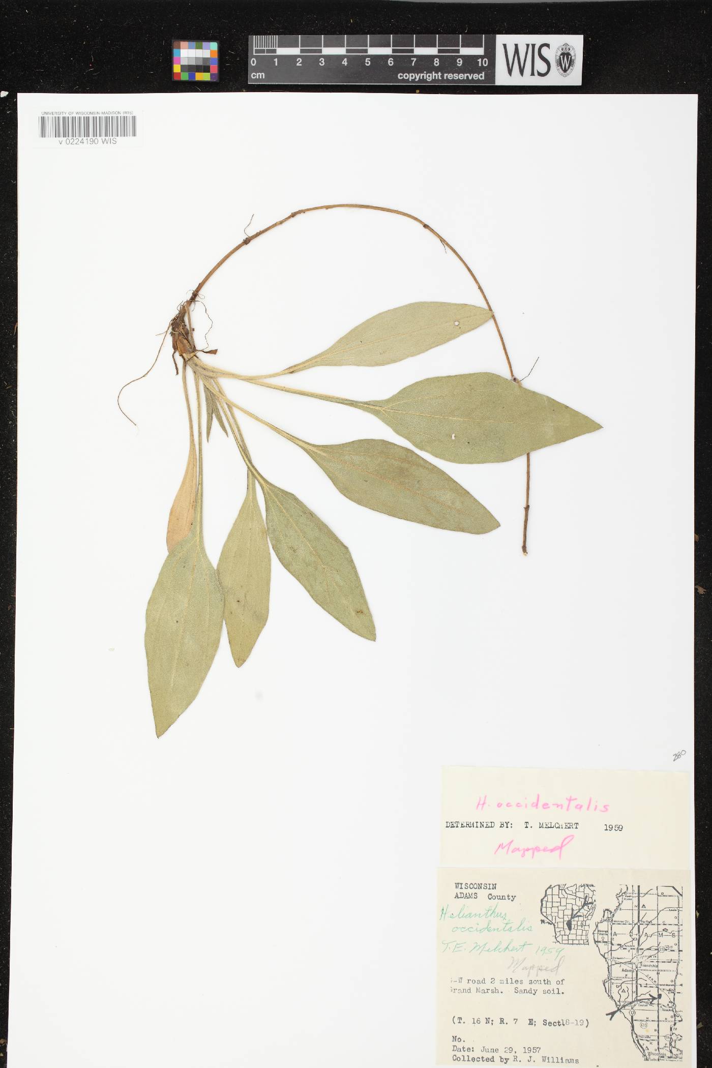Helianthus occidentalis subsp. occidentalis image