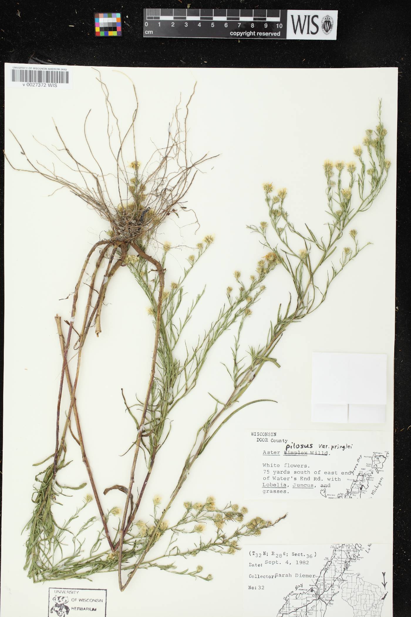 Symphyotrichum pilosum image