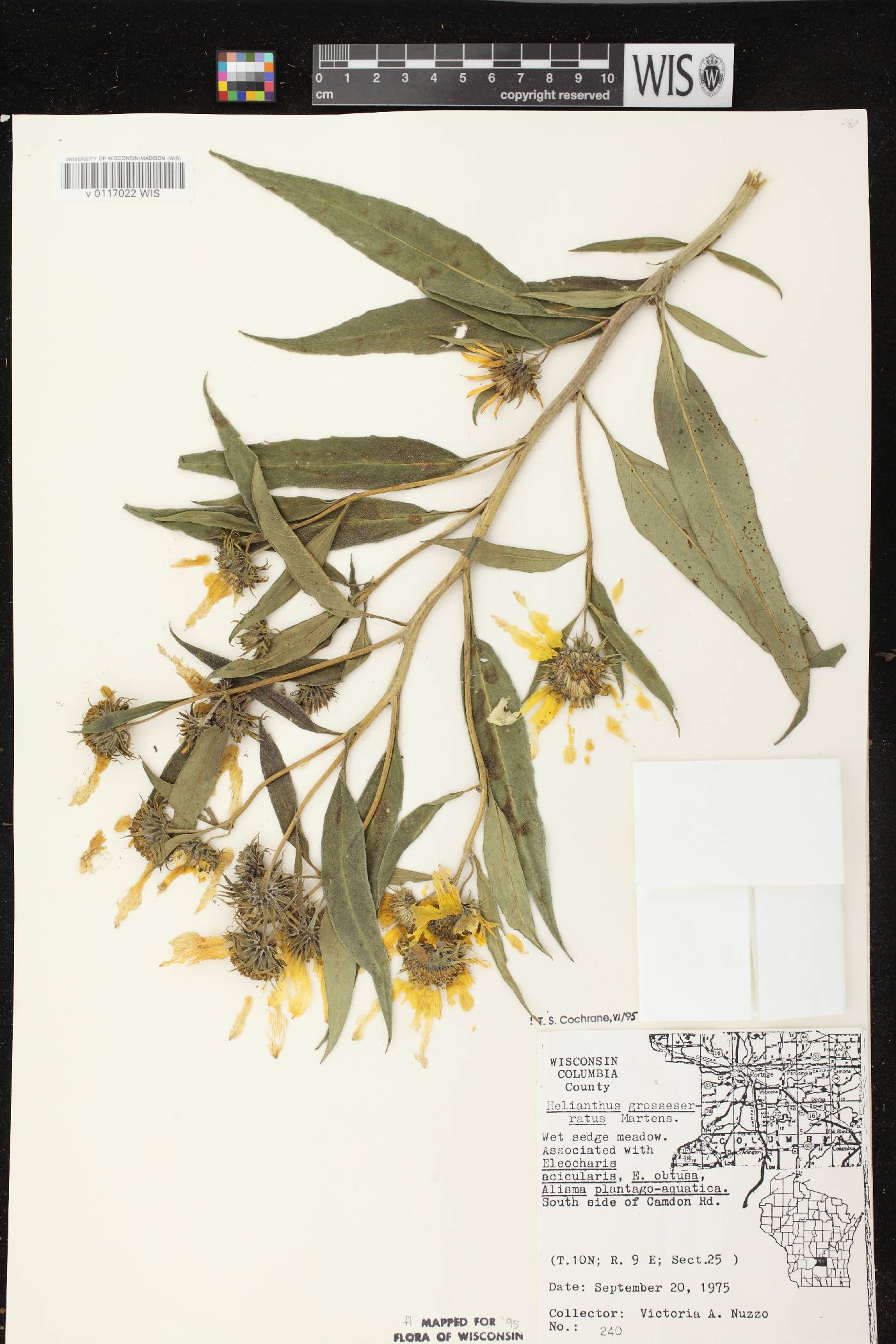 Helianthus grosseserratus image
