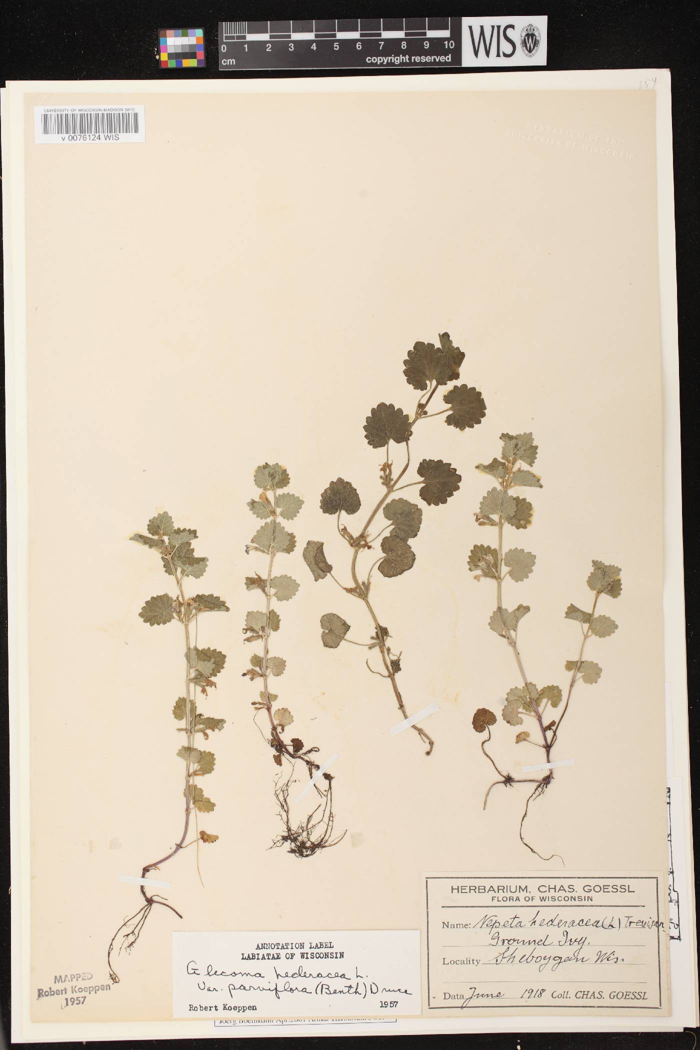 Glechoma hederacea image