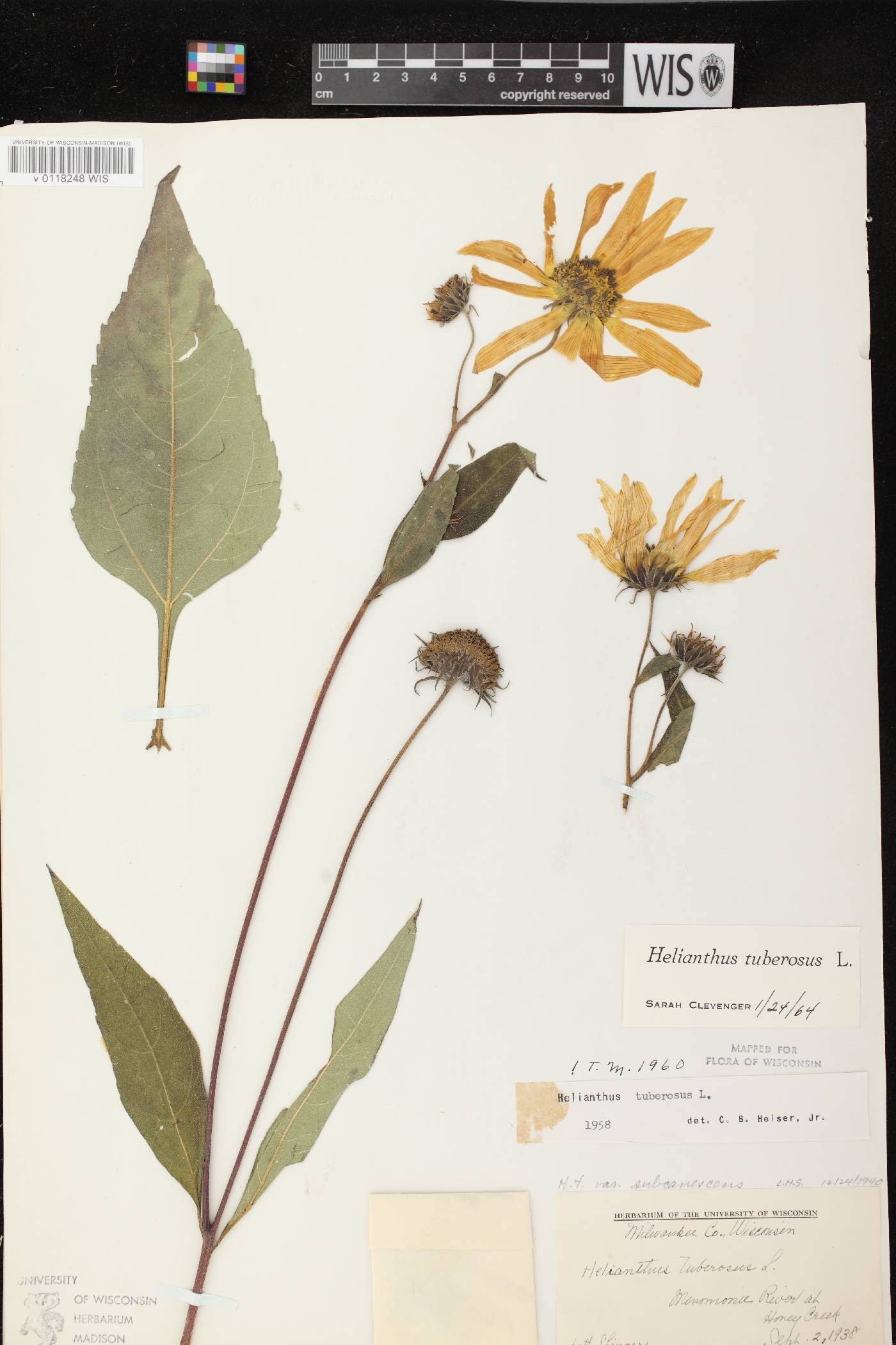 Helianthus tuberosus image