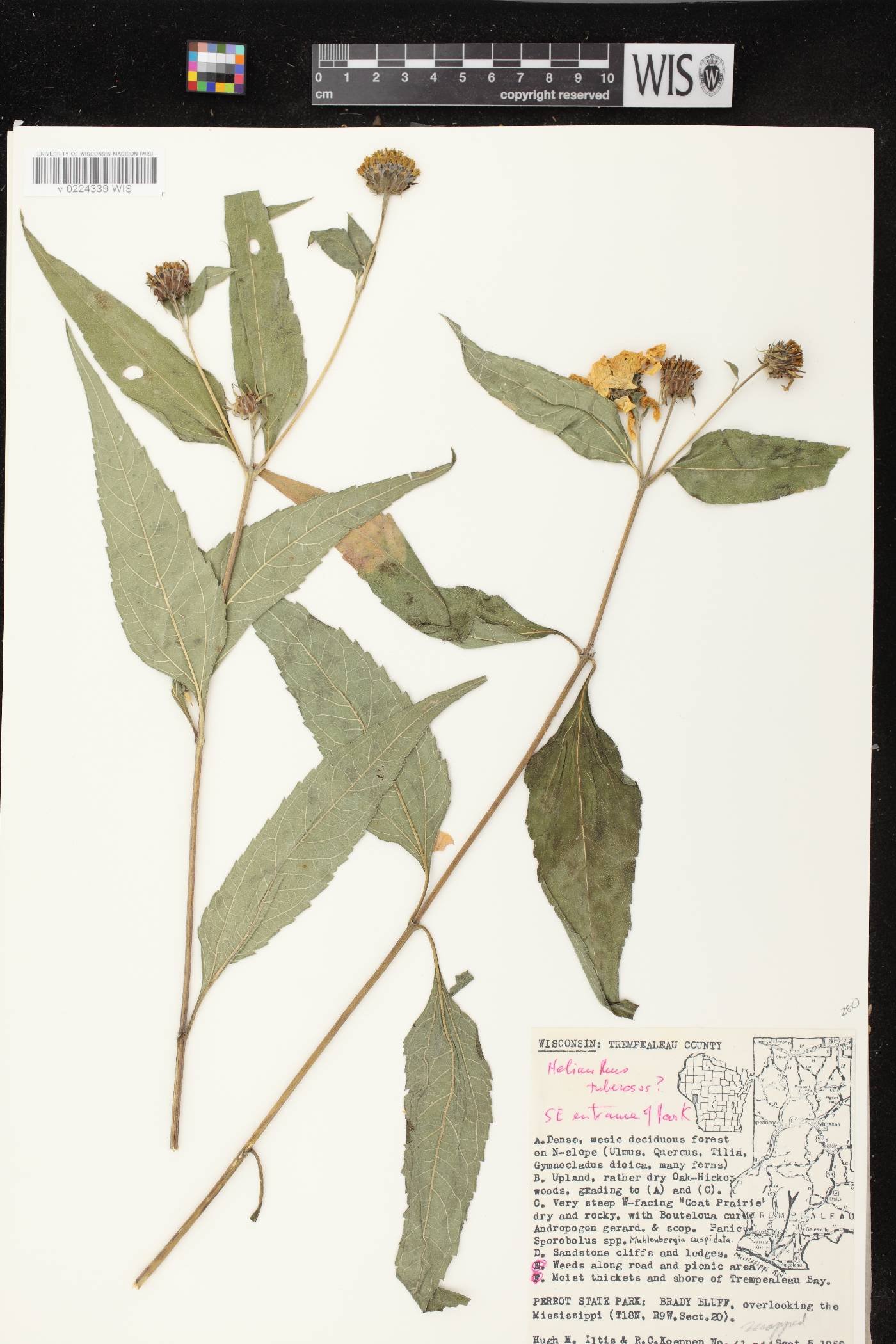 Helianthus tuberosus image