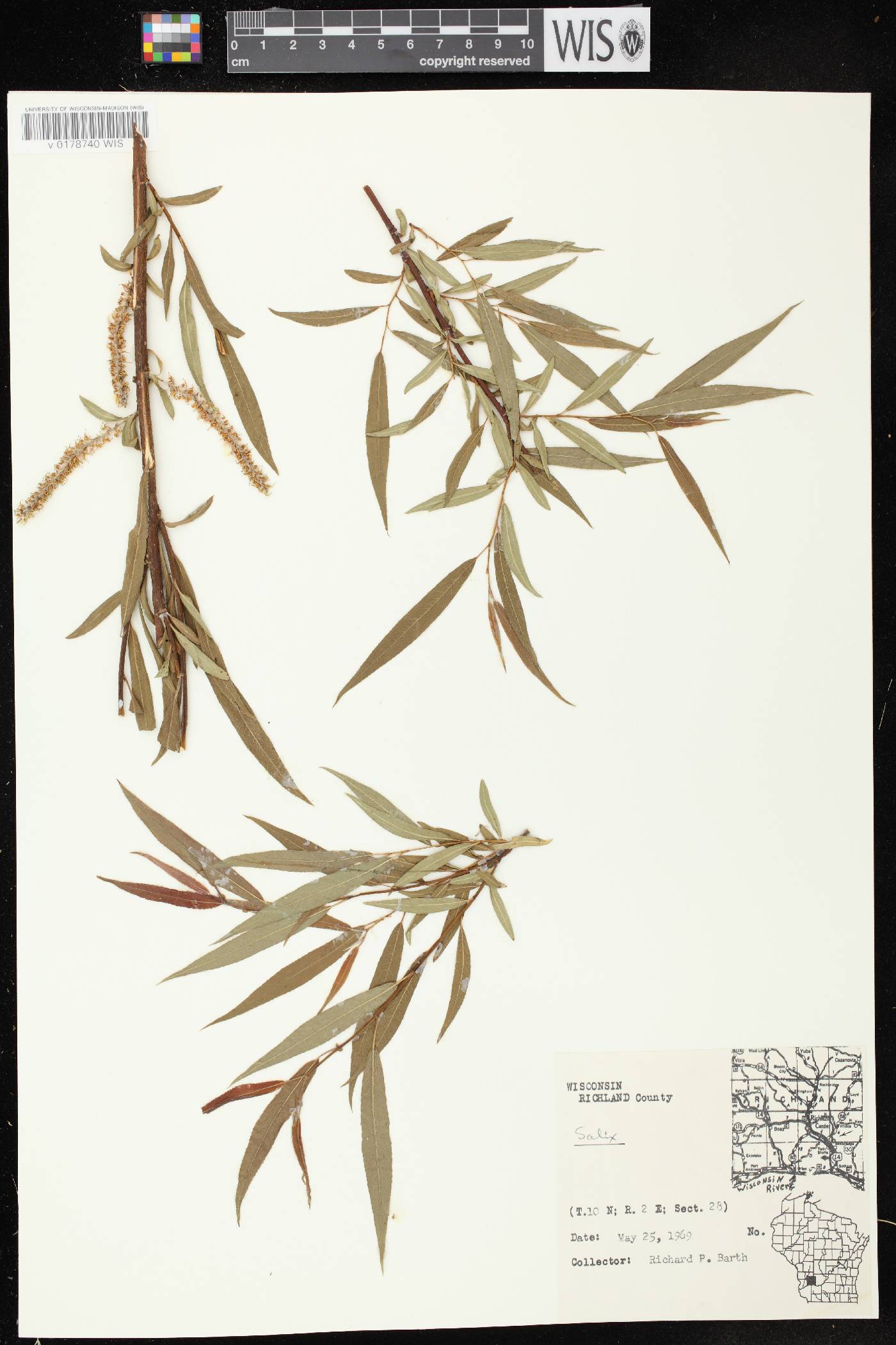 Salix nigra image