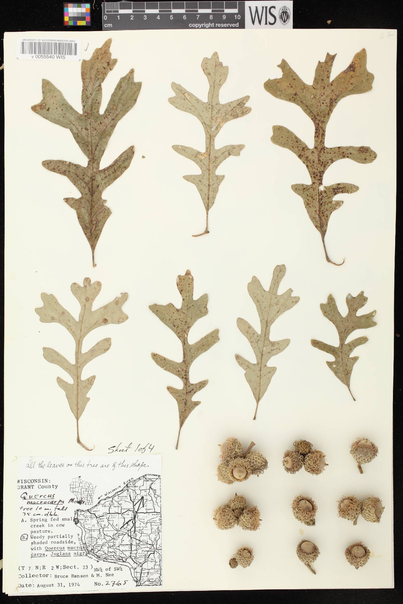 Quercus macrocarpa image