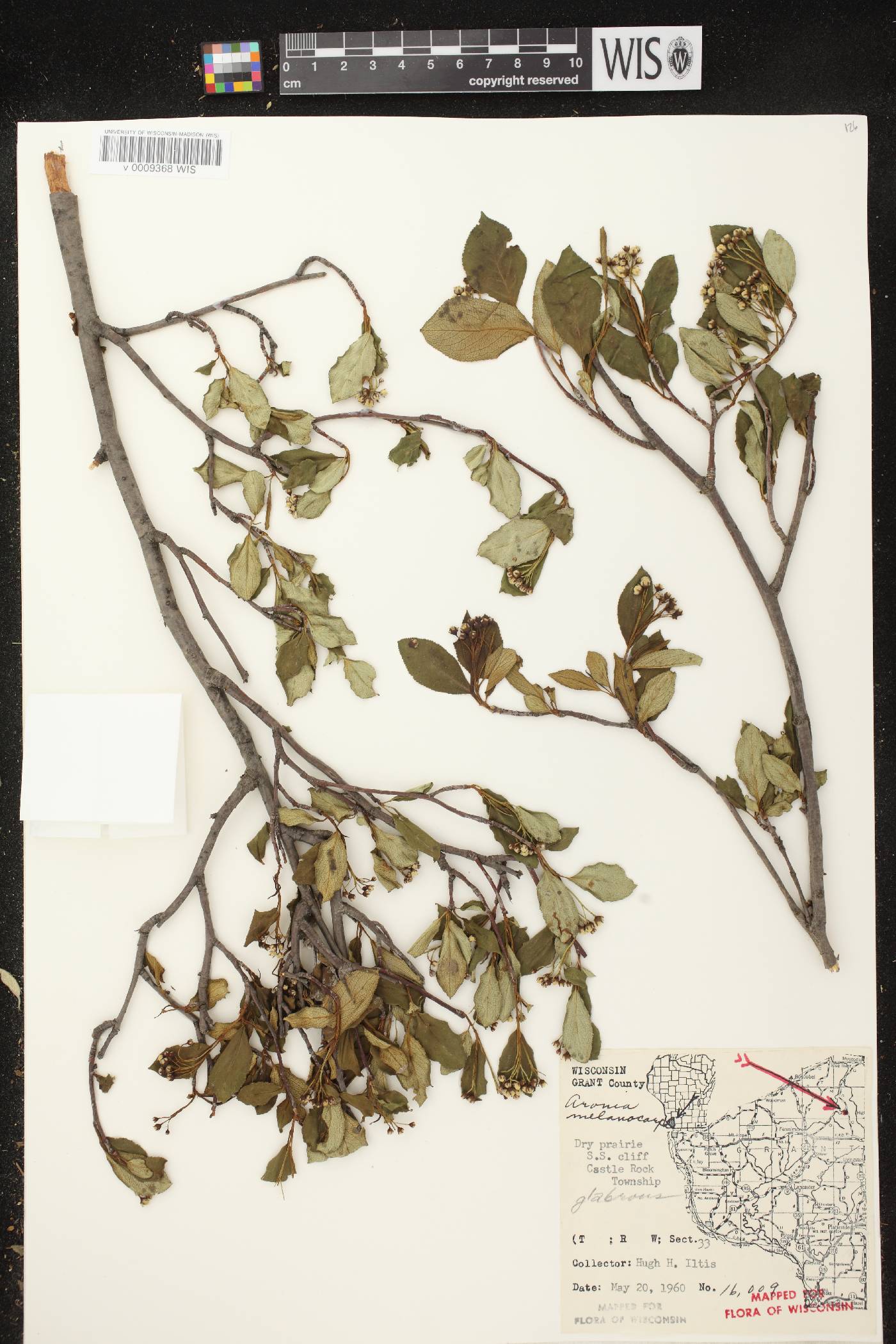 Aronia x prunifolia image