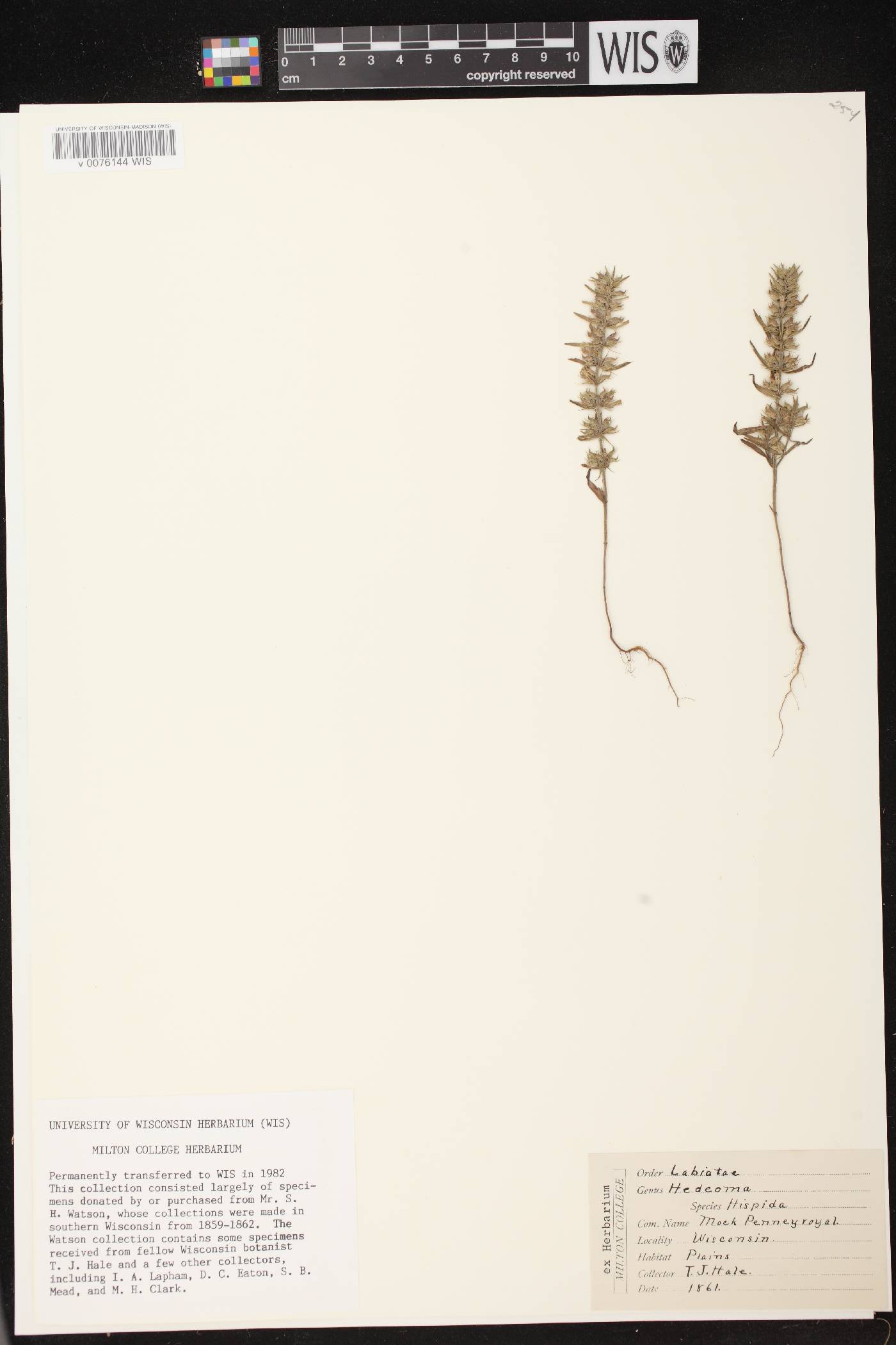 Hedeoma hispida image