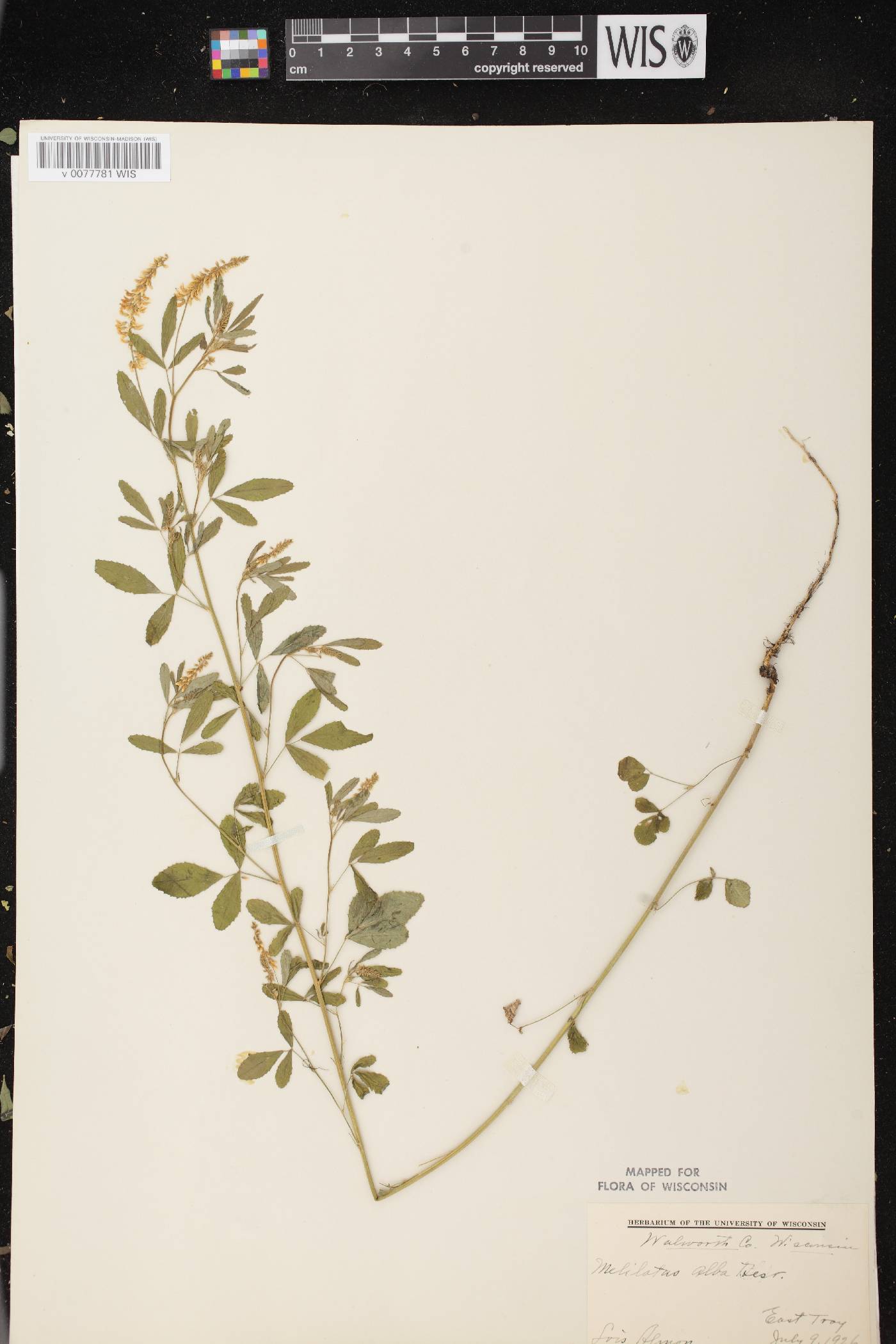 Melilotus albus image