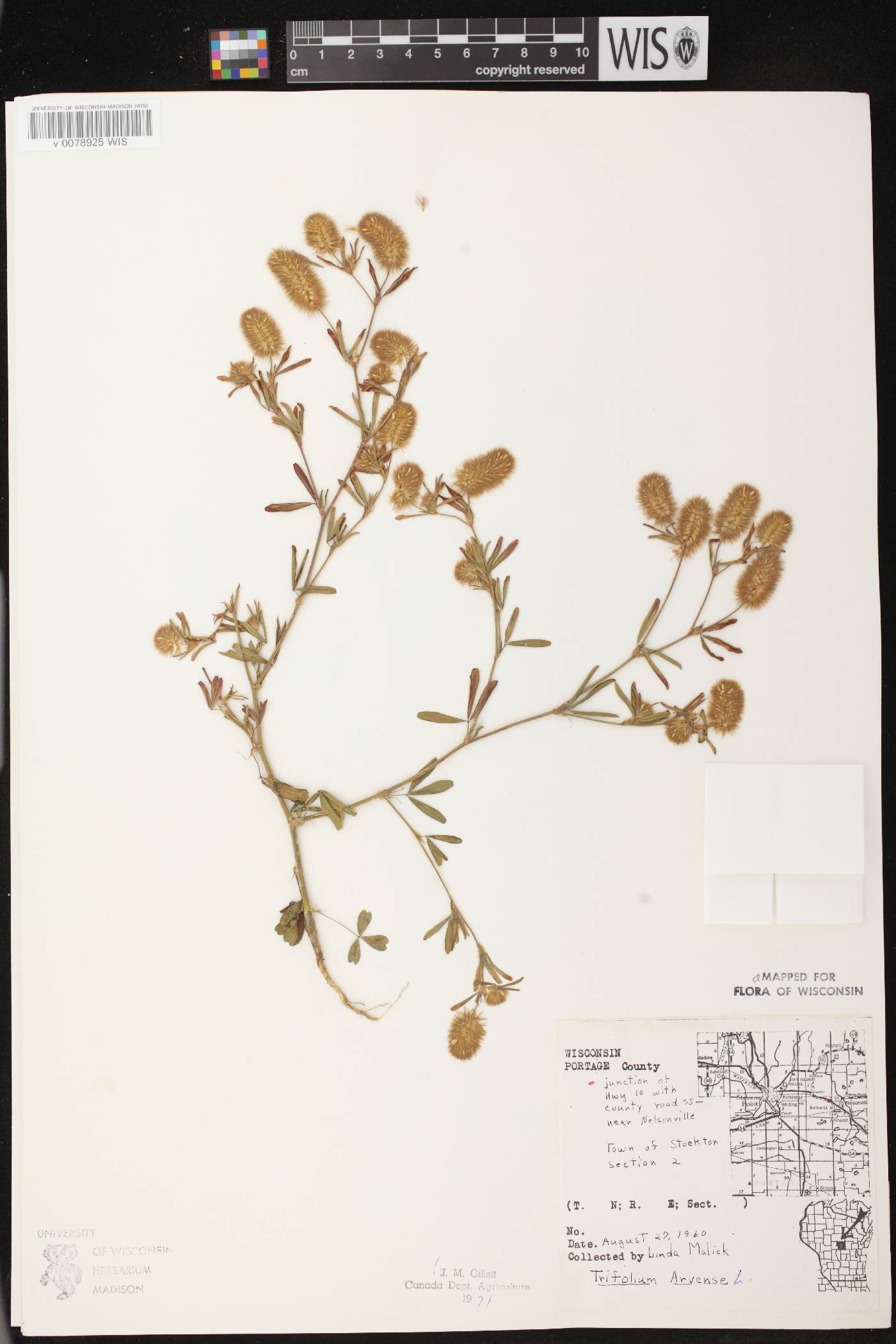 Trifolium arvense image