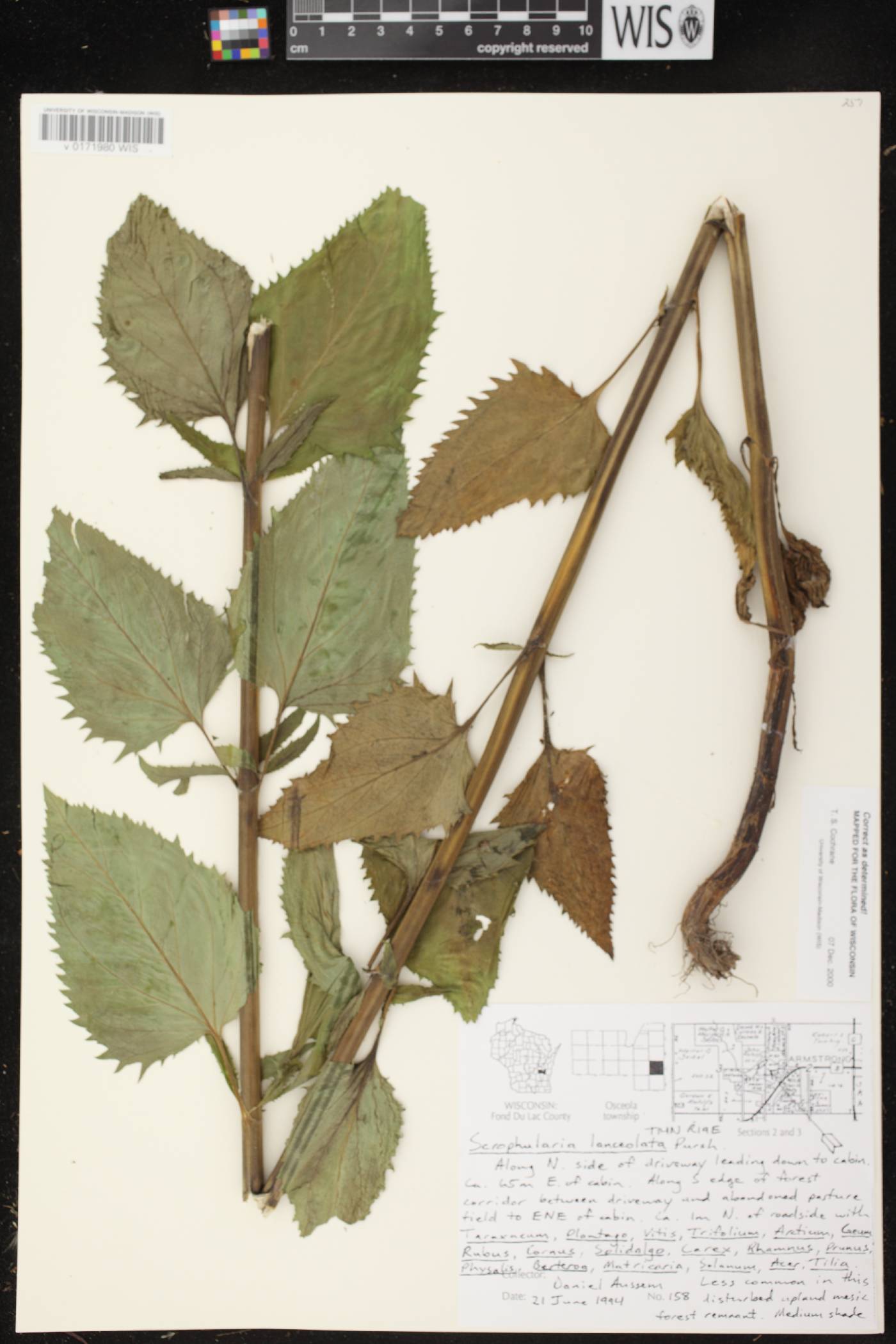 Scrophularia lanceolata image
