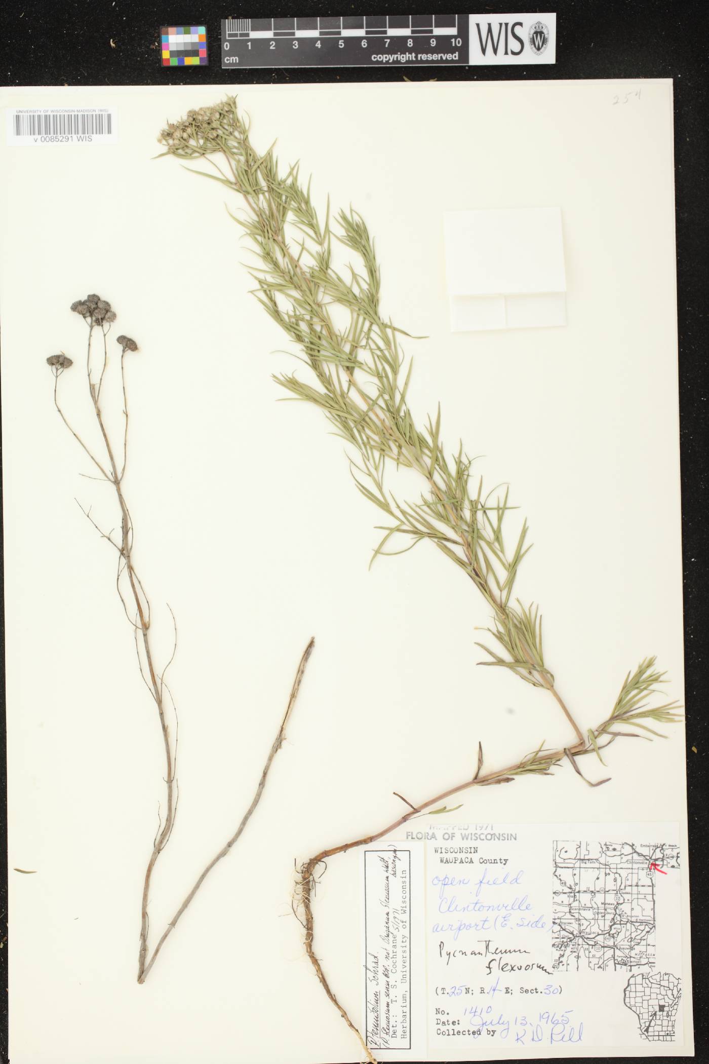 Pycnanthemum tenuifolium image