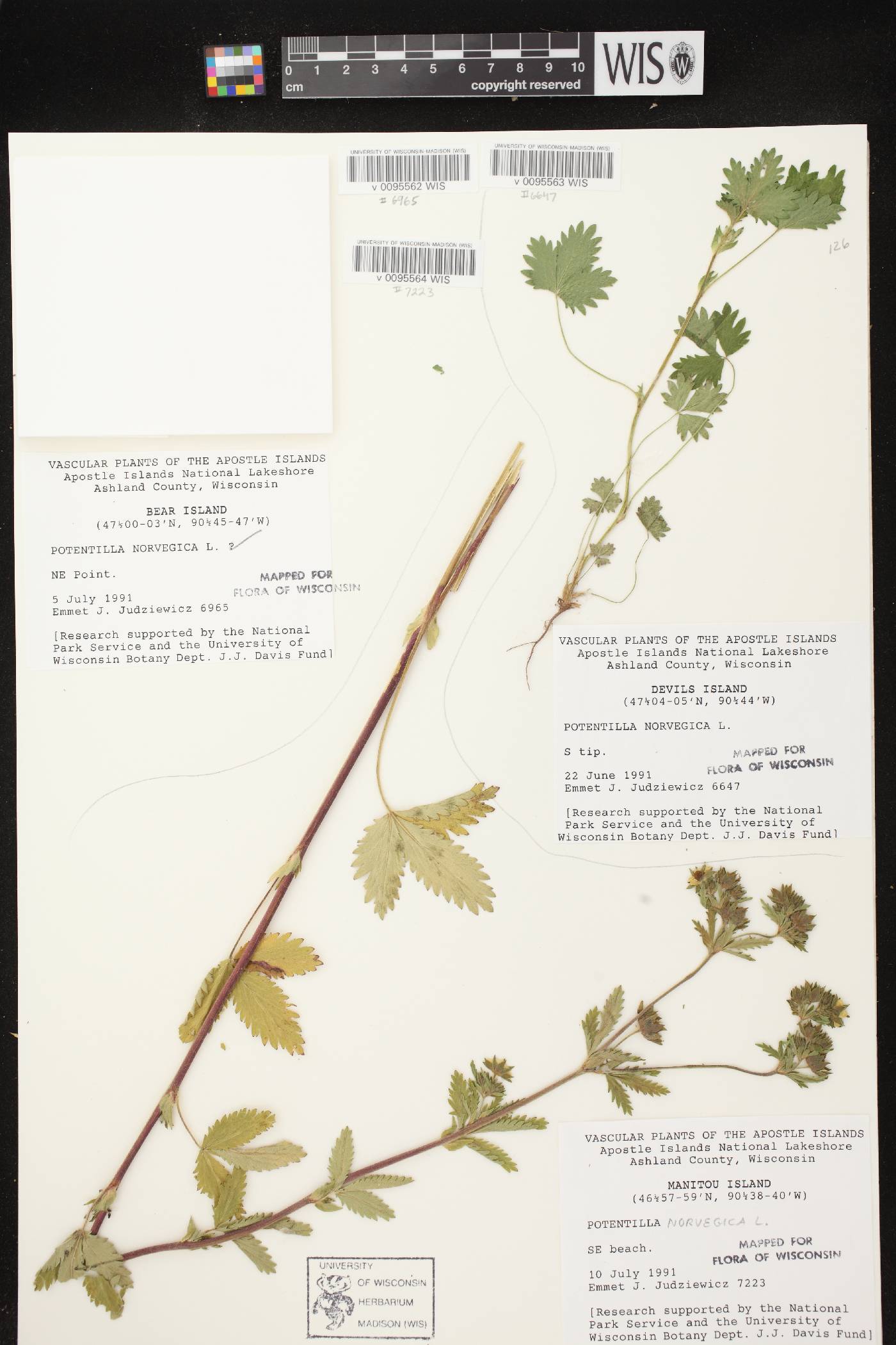Potentilla norvegica image