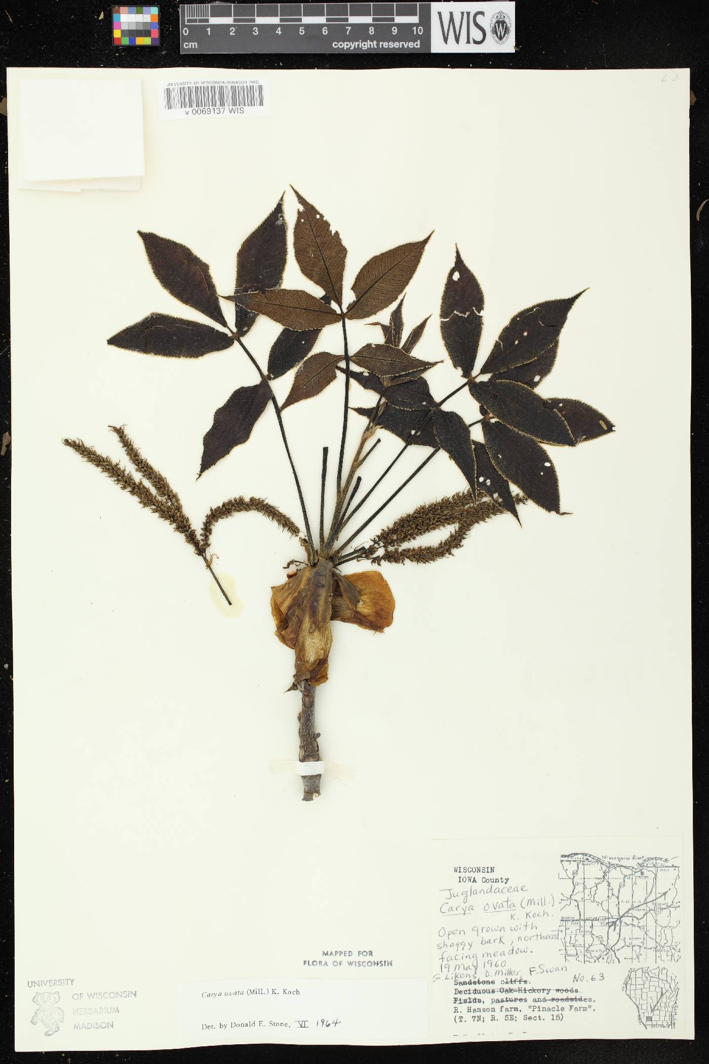 Carya ovata image