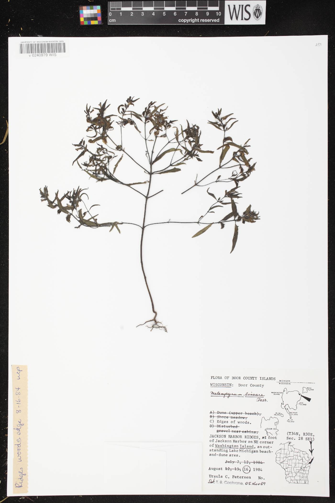 Melampyrum lineare image