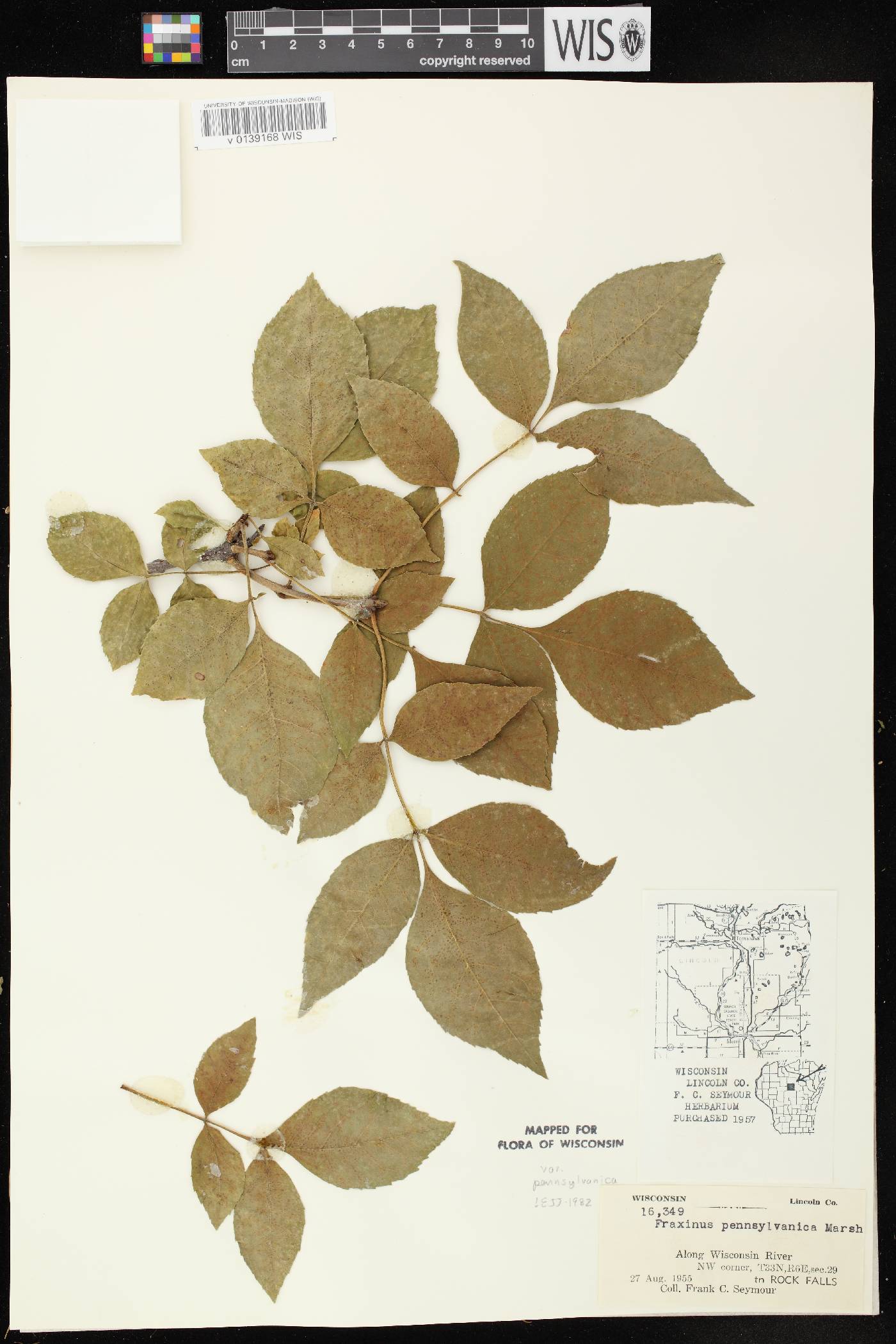 Fraxinus pennsylvanica image