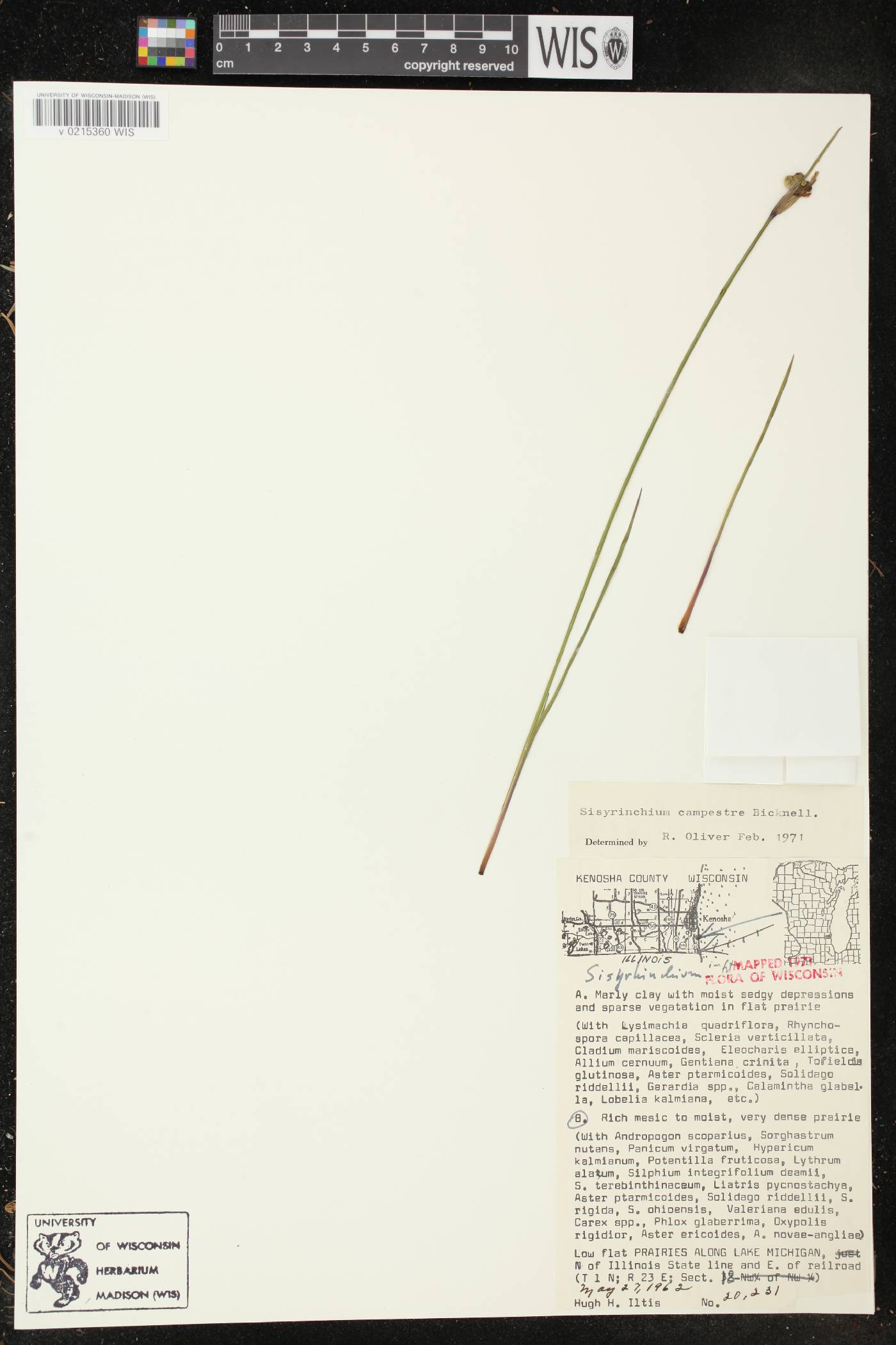 Sisyrinchium campestre image