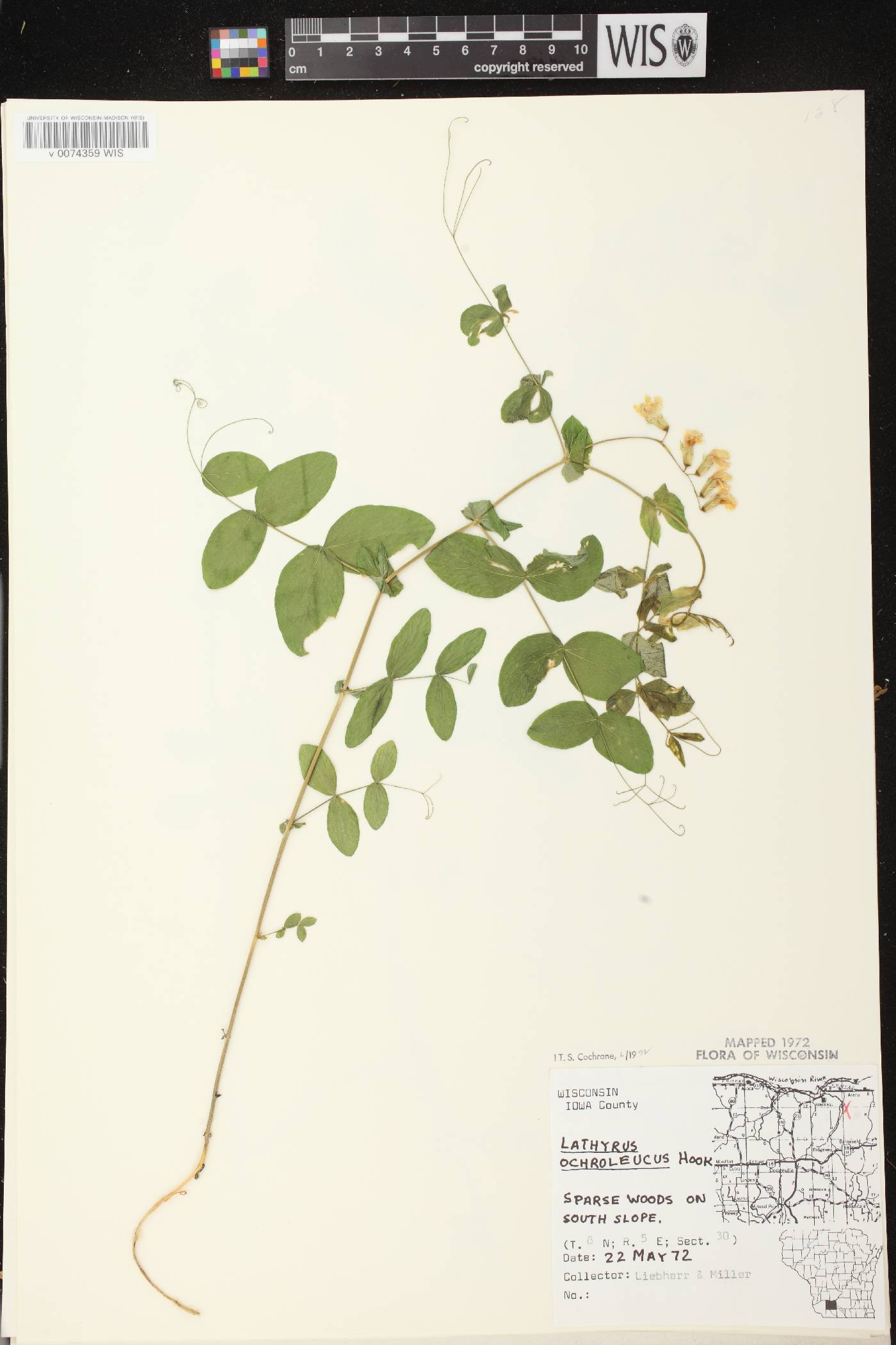 Lathyrus ochroleucus image
