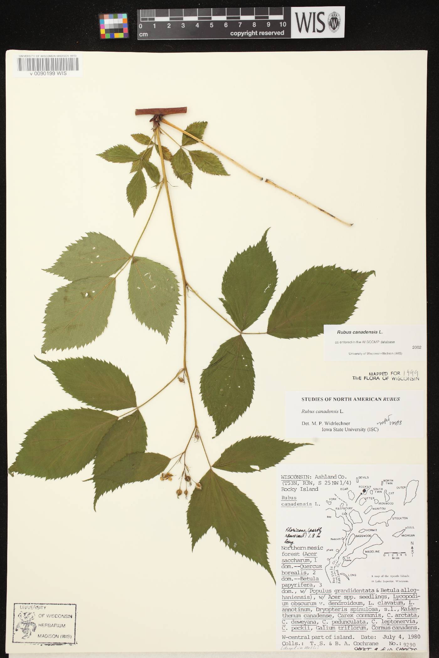 Rubus canadensis image