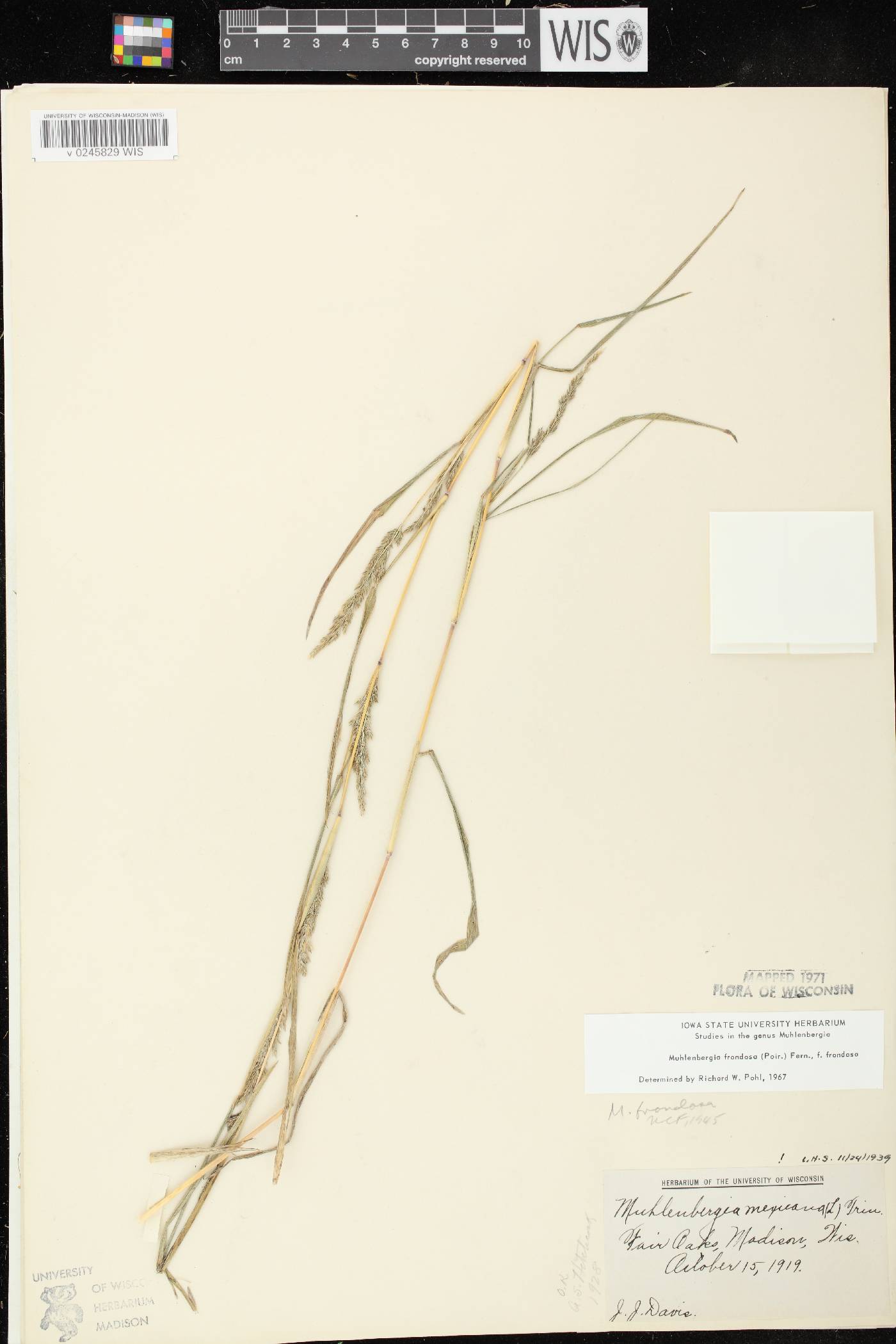 Muhlenbergia frondosa image