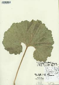 Image of Acer negundo var. violaceum