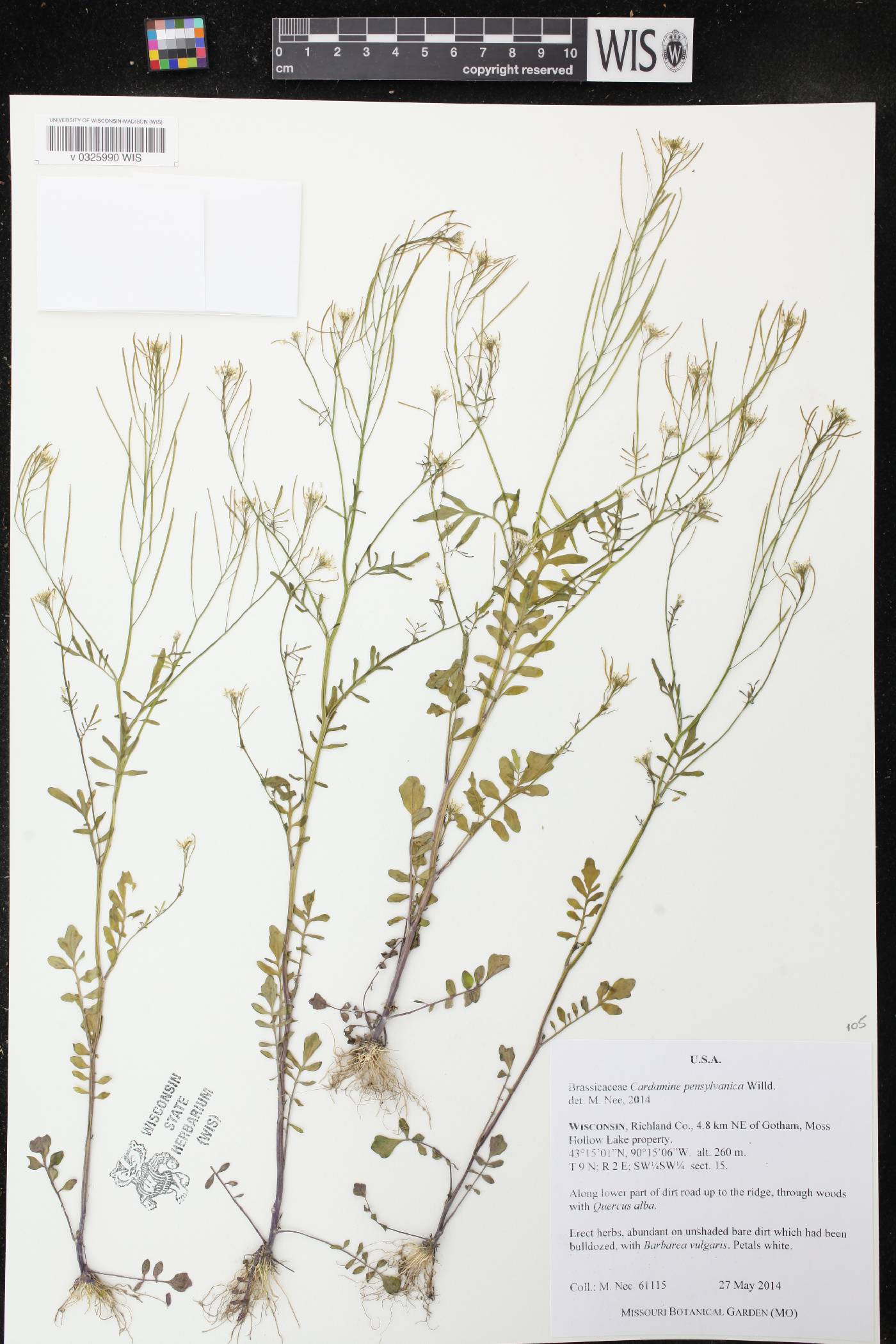 Cardamine pensylvanica image