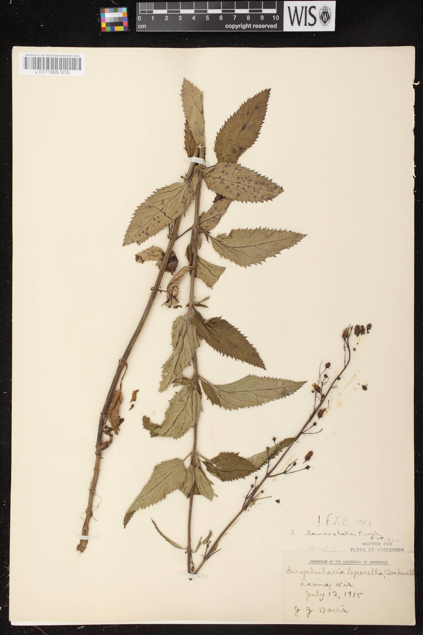 Scrophularia lanceolata image