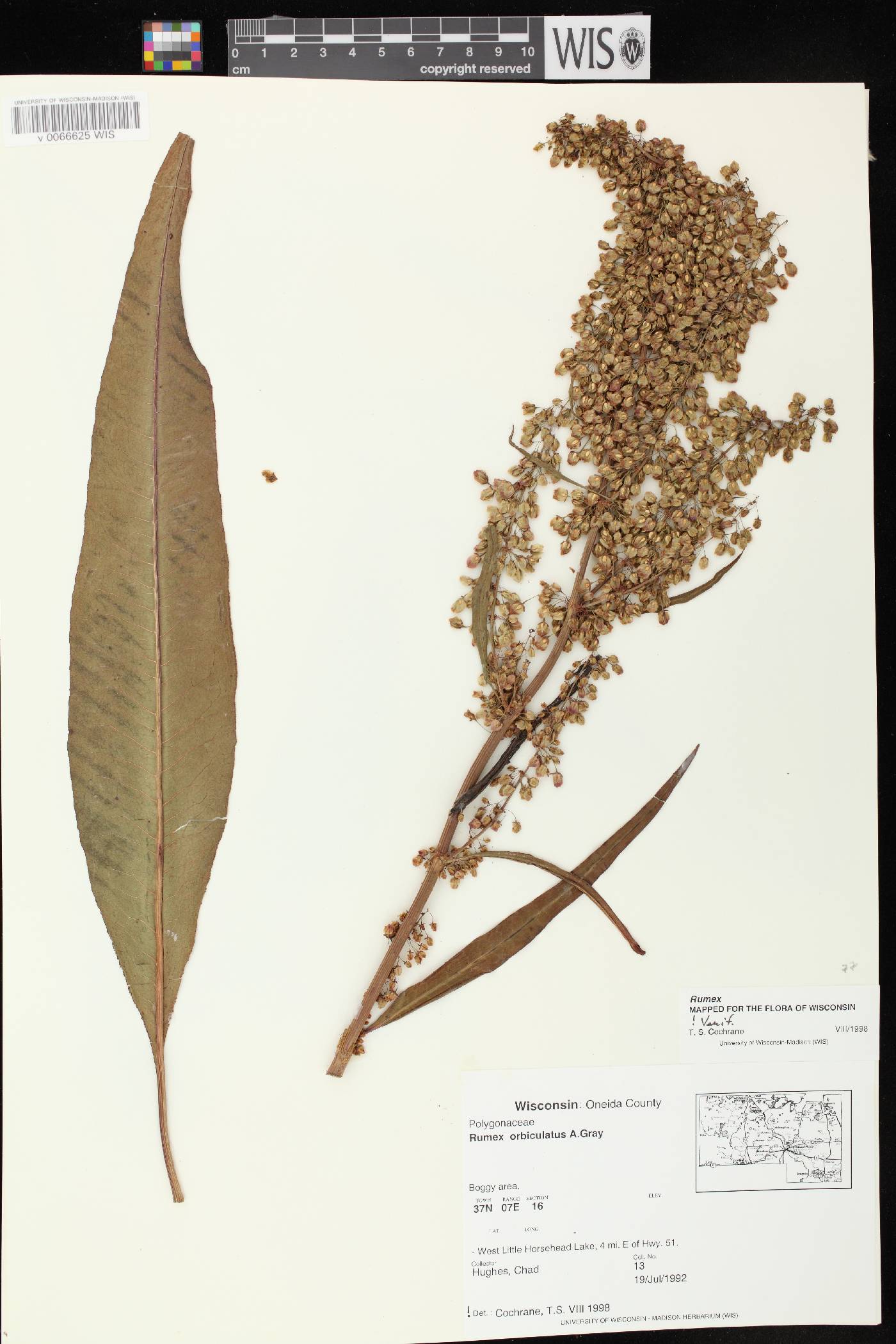 Rumex britannica image