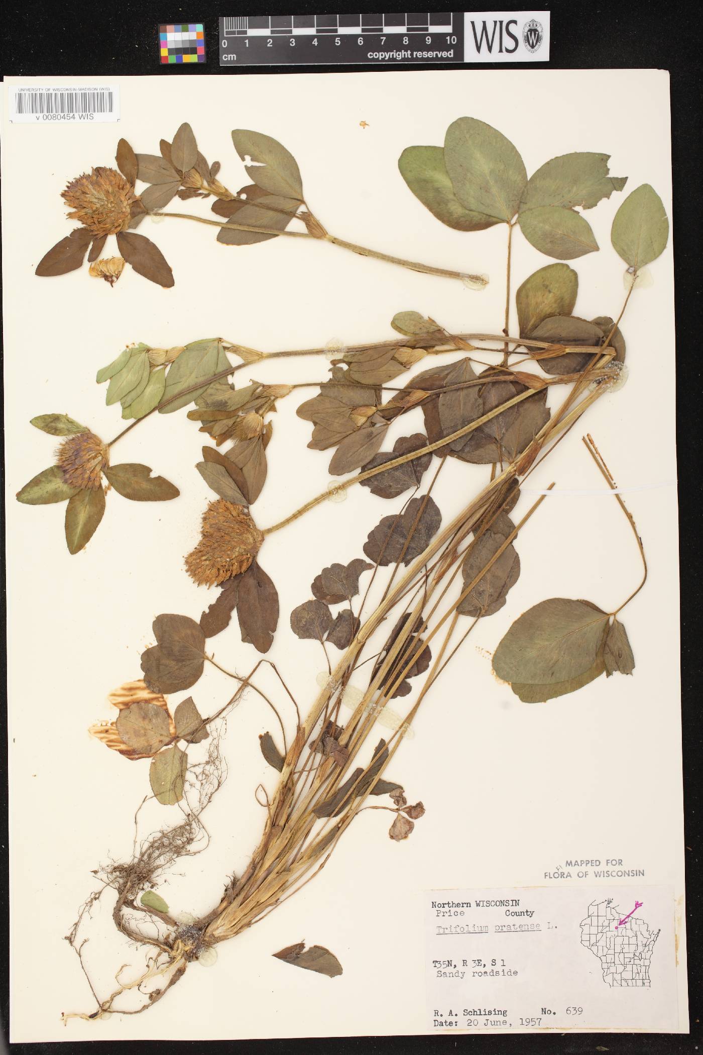 Trifolium pratense image